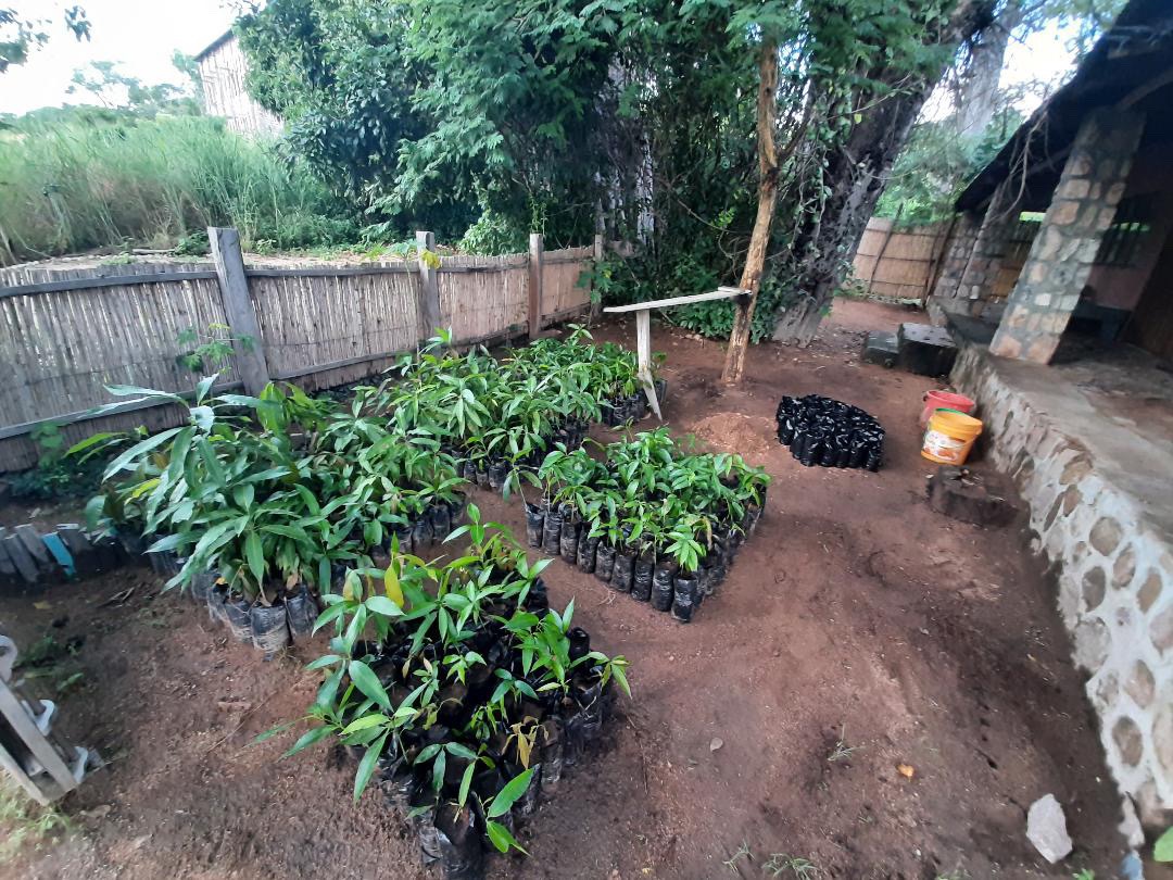 Planting mango trees and cleaning rubbish in Malawi. campaign photo, 5 of 10