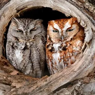 Nesting Boxes for Prairie Creek Screech-Owls campaign photo, 6 of 7