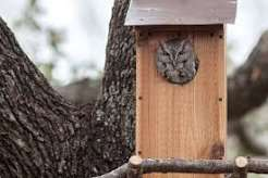 Nesting Boxes for Prairie Creek Screech-Owls campaign photo, 2 of 7
