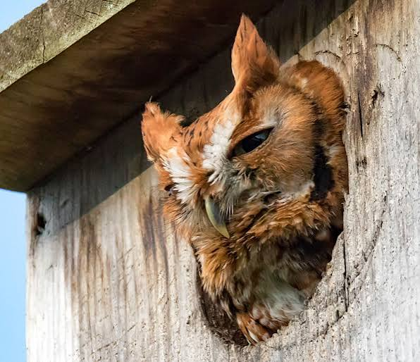 Nesting Boxes for Prairie Creek Screech-Owls campaign photo, 4 of 7