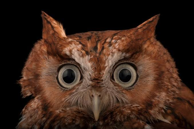 Nesting Boxes for Prairie Creek Screech-Owls campaign photo, 5 of 7