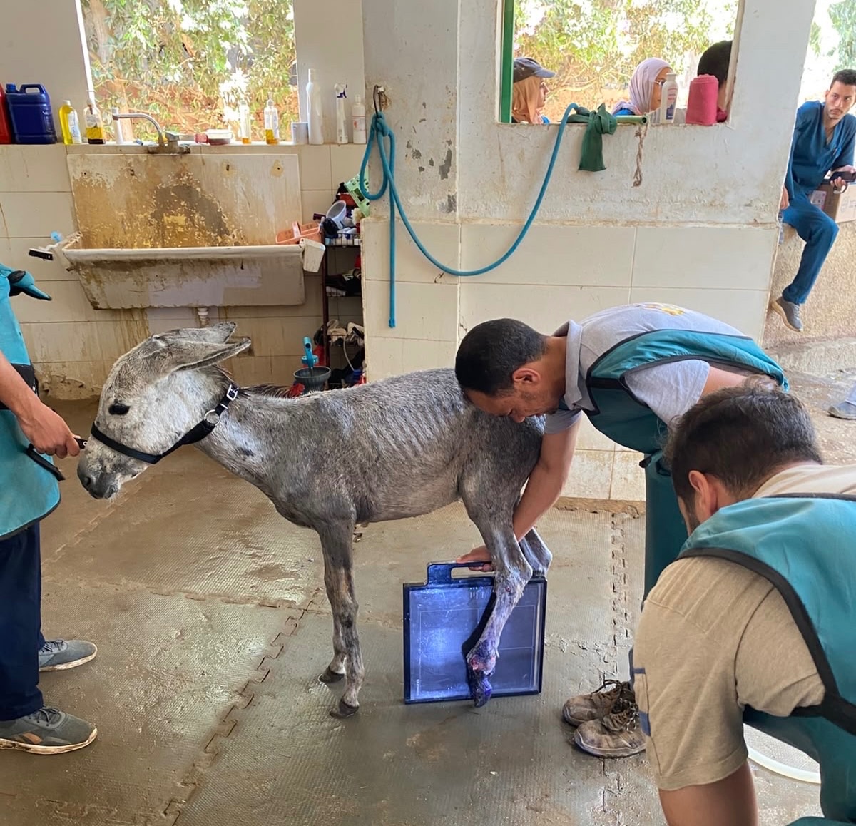 Fundraiser by Litt Twining : PYRAMIDS HALF MARATHON FOR EGYPT EQUINE ...