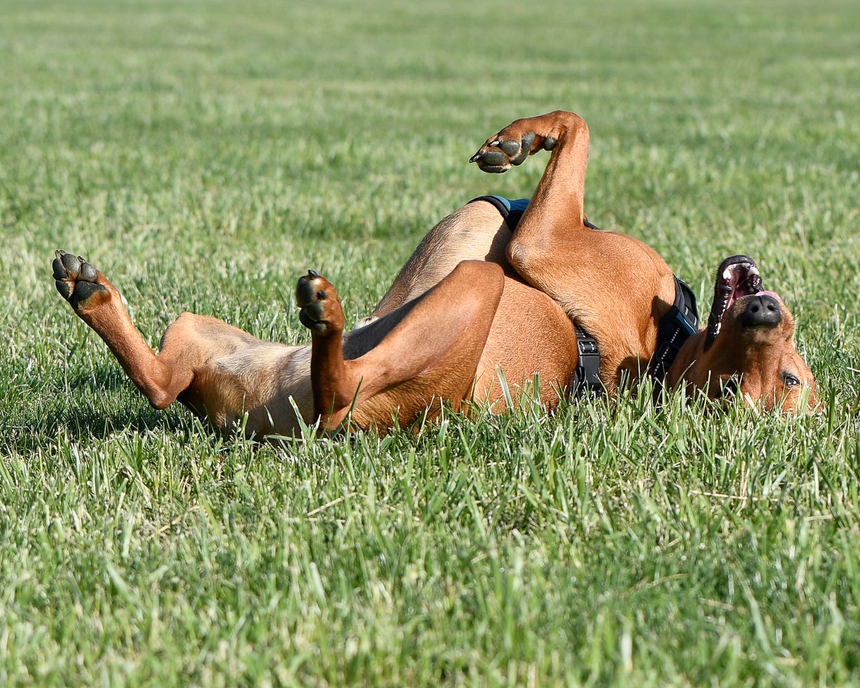 Support Petaluma Dog Park Project campaign photo, 6 of 7