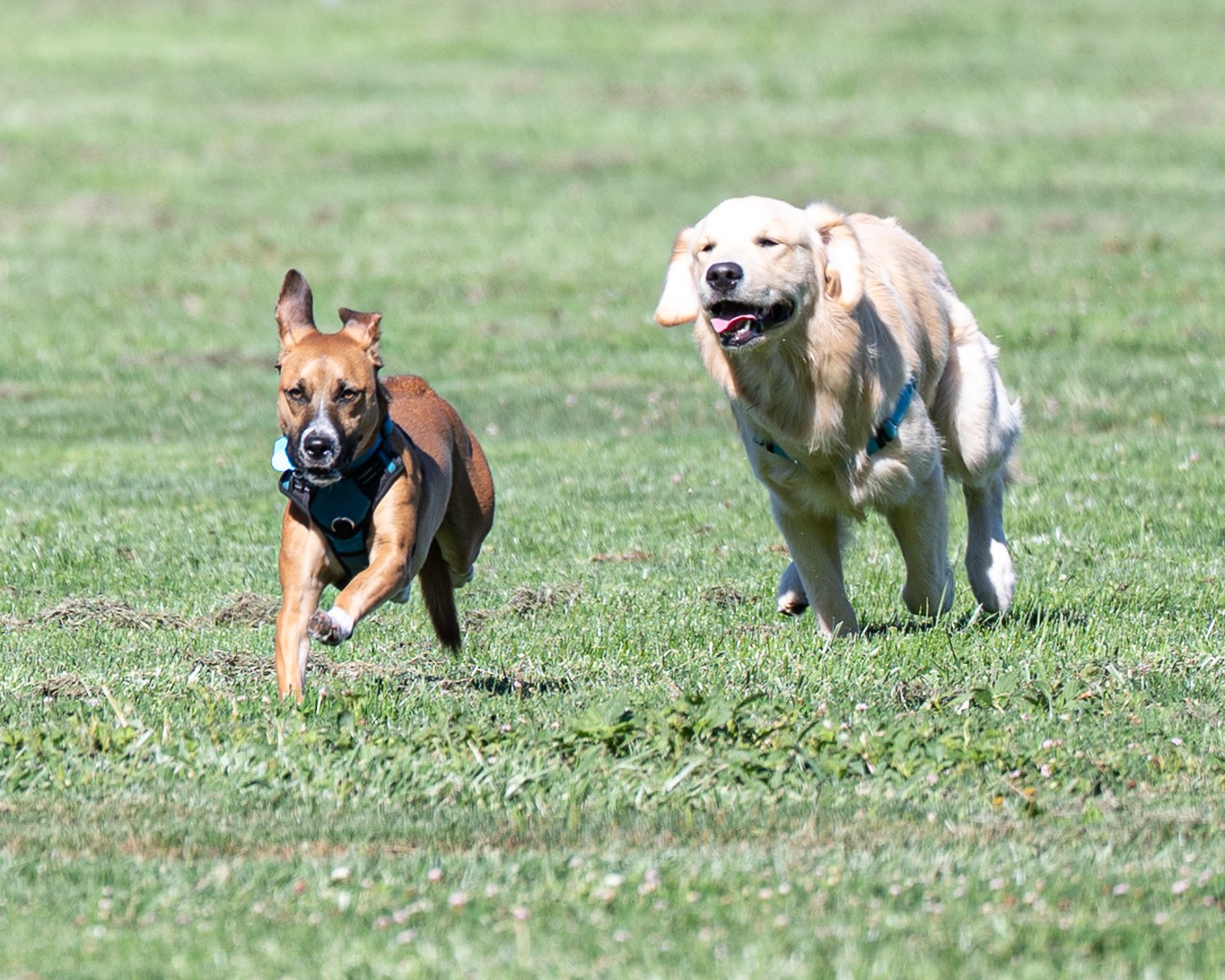 Support Petaluma Dog Park Project campaign photo, 2 of 7