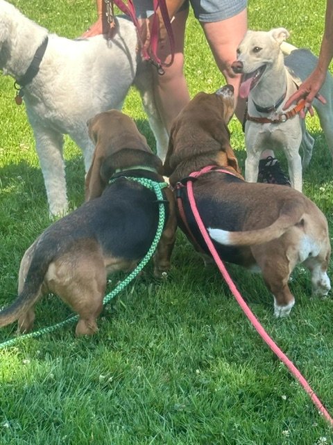 Support Petaluma Dog Park Project campaign photo, 4 of 7