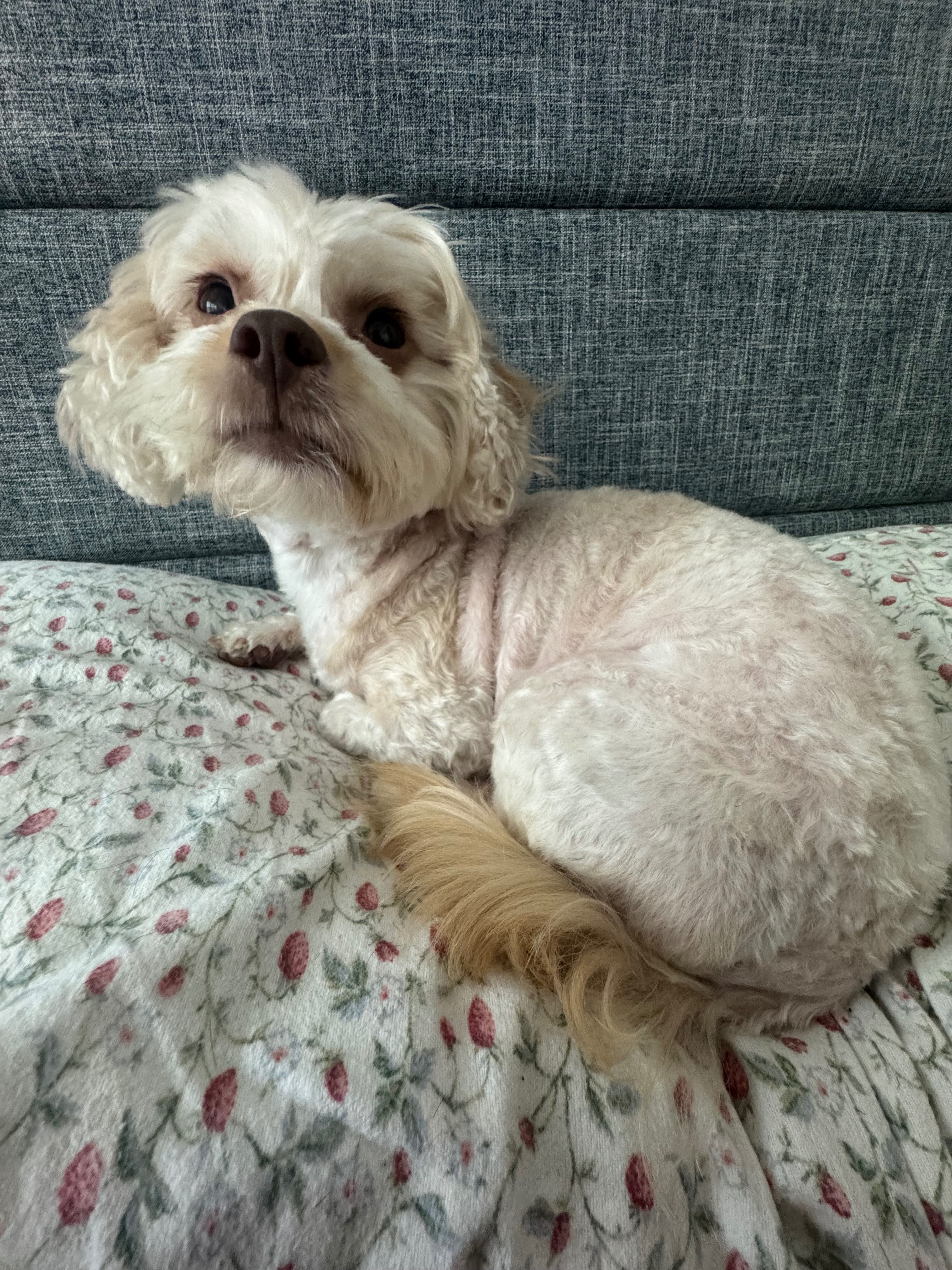 Helping Daisy Get Her Surgery campaign photo, 5 of 6