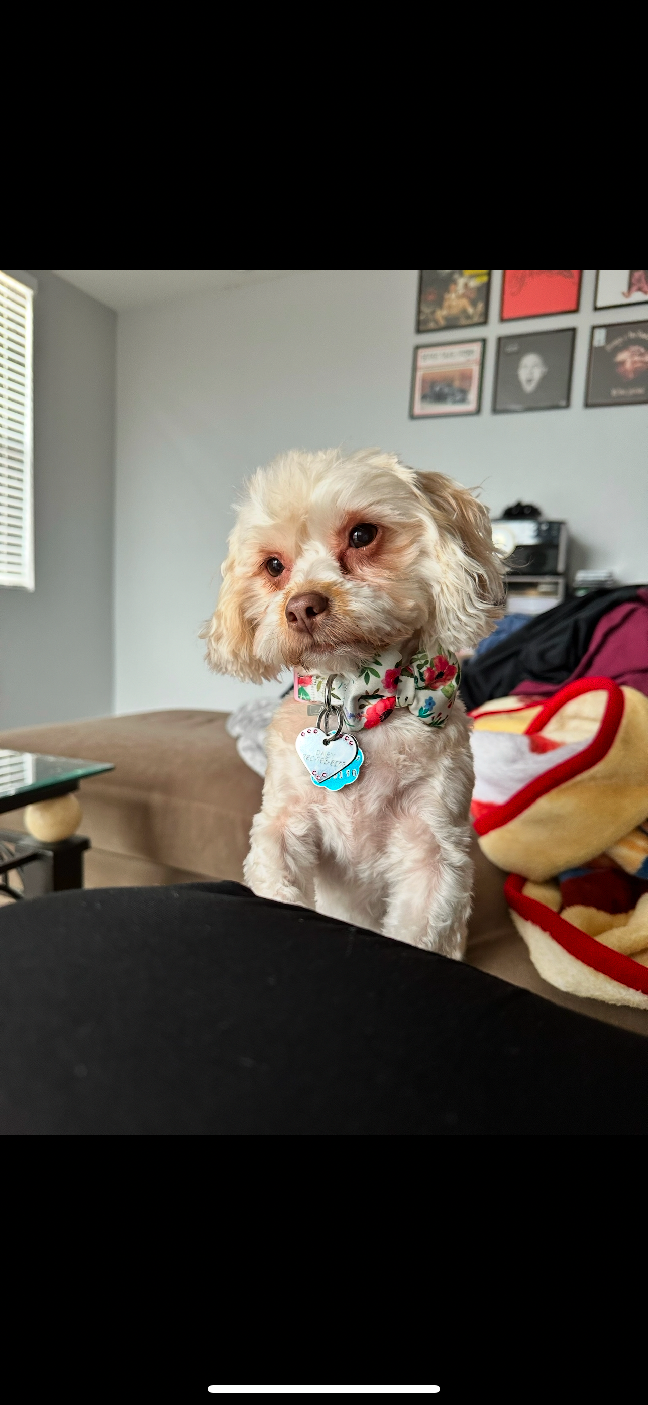 Helping Daisy Get Her Surgery campaign photo, 4 of 6