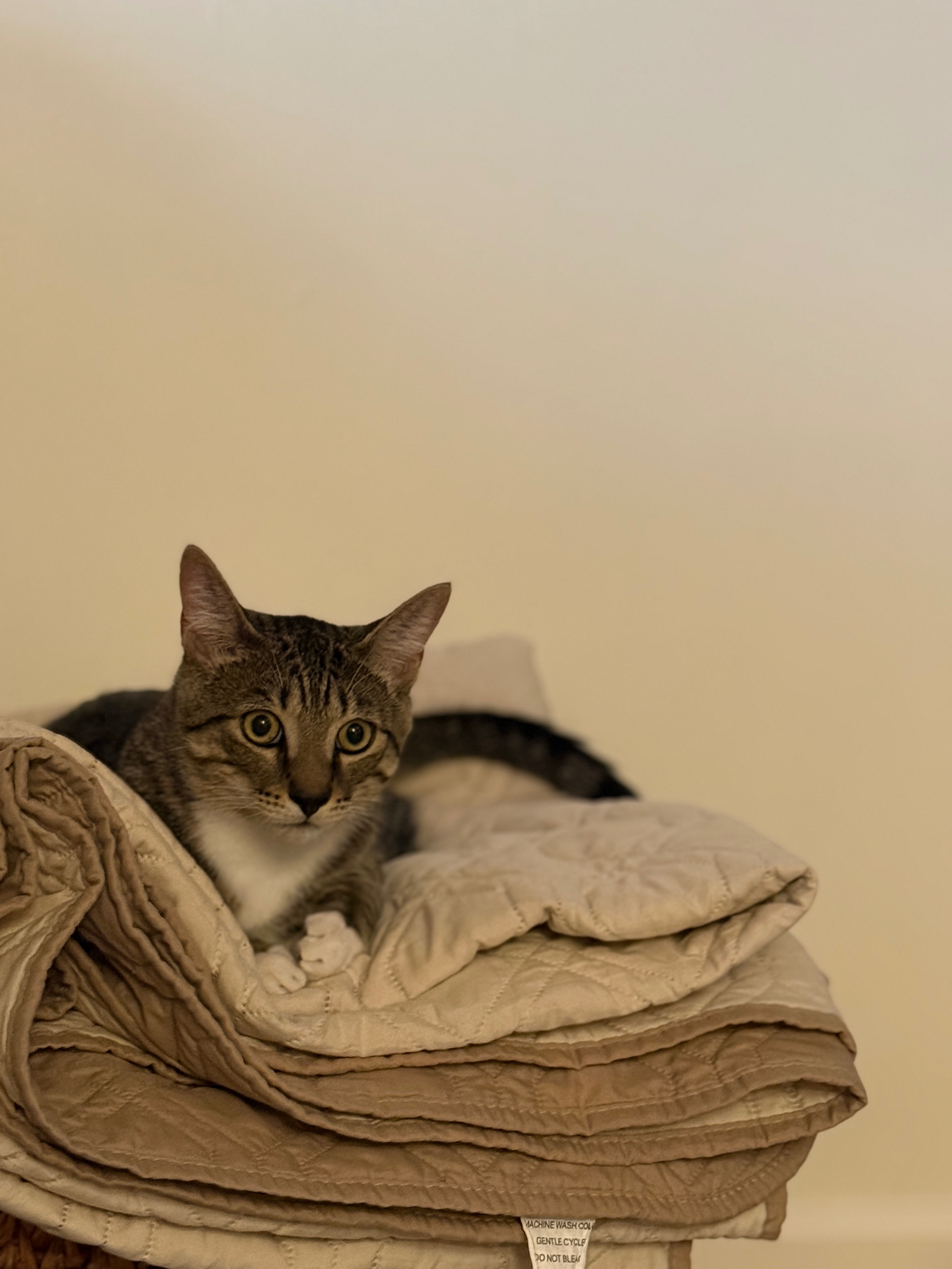 Support Gooby’s Echocardiogram and Heart Treatment campaign photo, 7 of 8