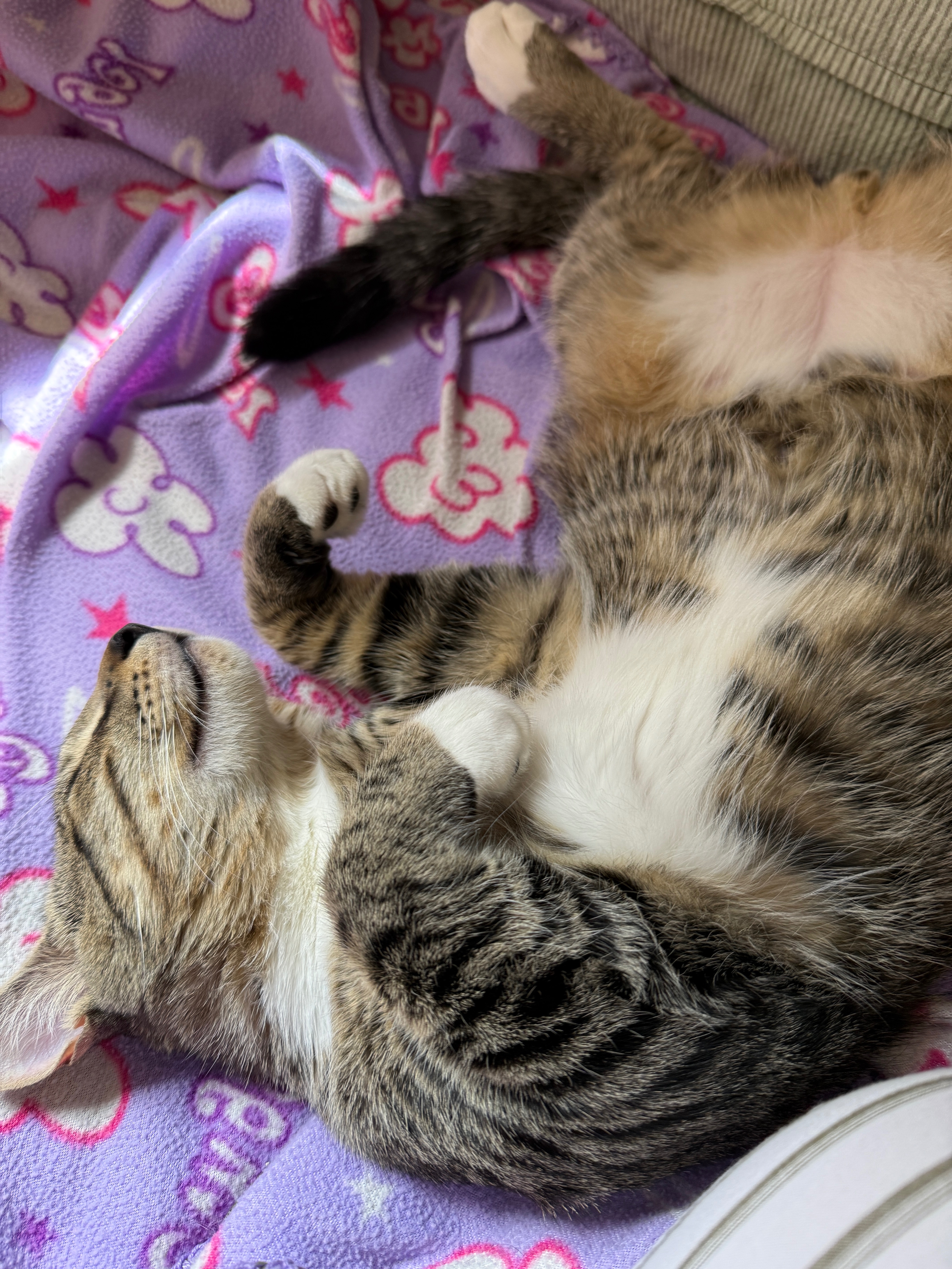 Support Gooby’s Echocardiogram and Heart Treatment campaign photo, 4 of 8