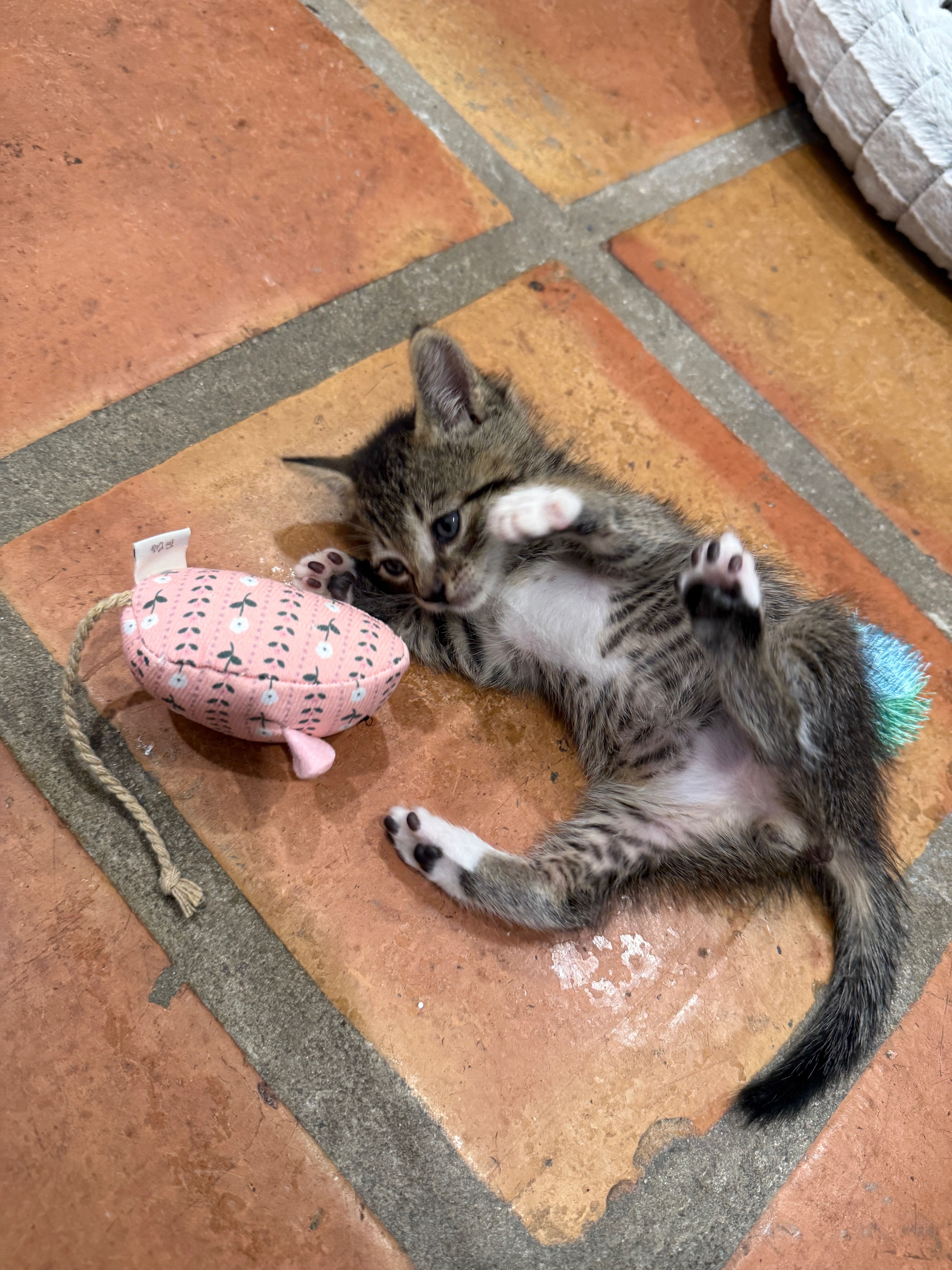 Support Gooby’s Echocardiogram and Heart Treatment campaign photo, 5 of 8