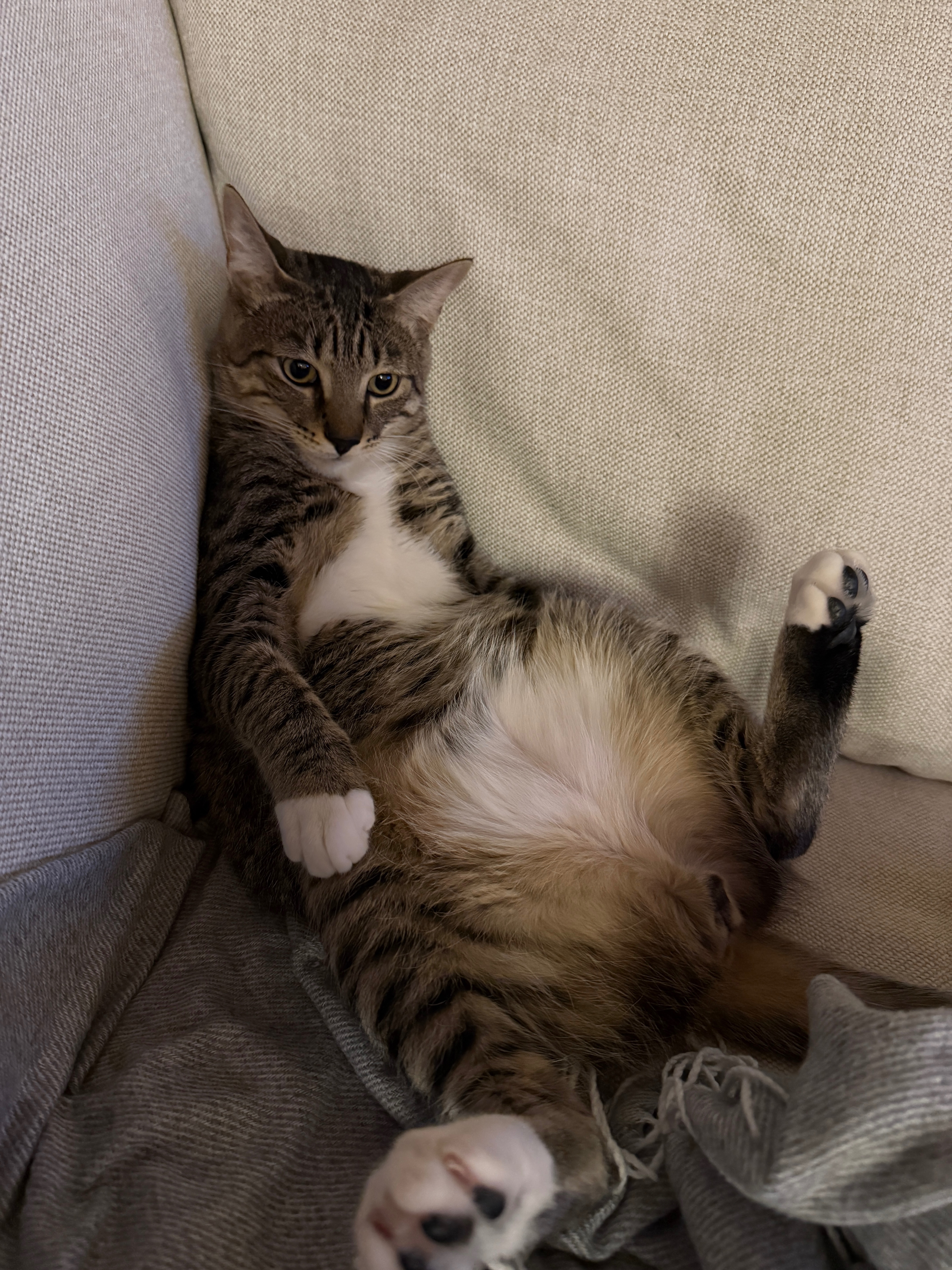 Support Gooby’s Echocardiogram and Heart Treatment campaign photo, 6 of 8