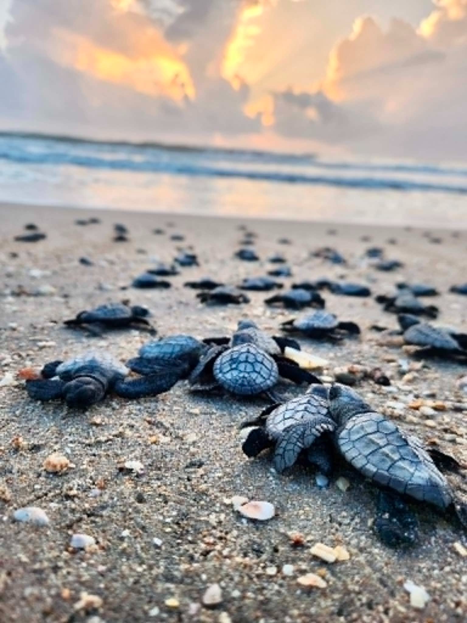 Sea-Bees Bees saving turtles campaign photo, 7 of 8