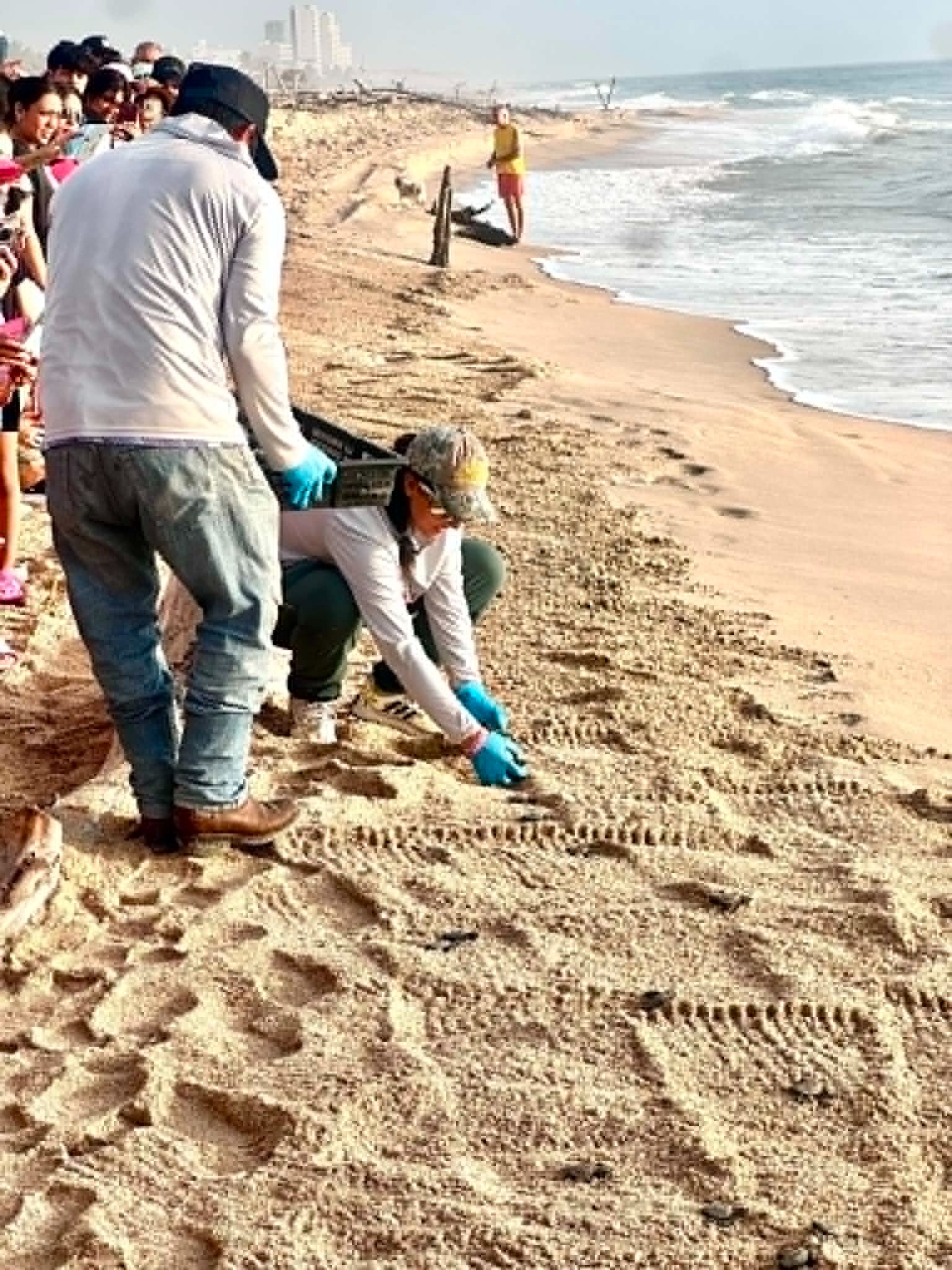 Sea-Bees Bees saving turtles campaign photo, 2 of 8
