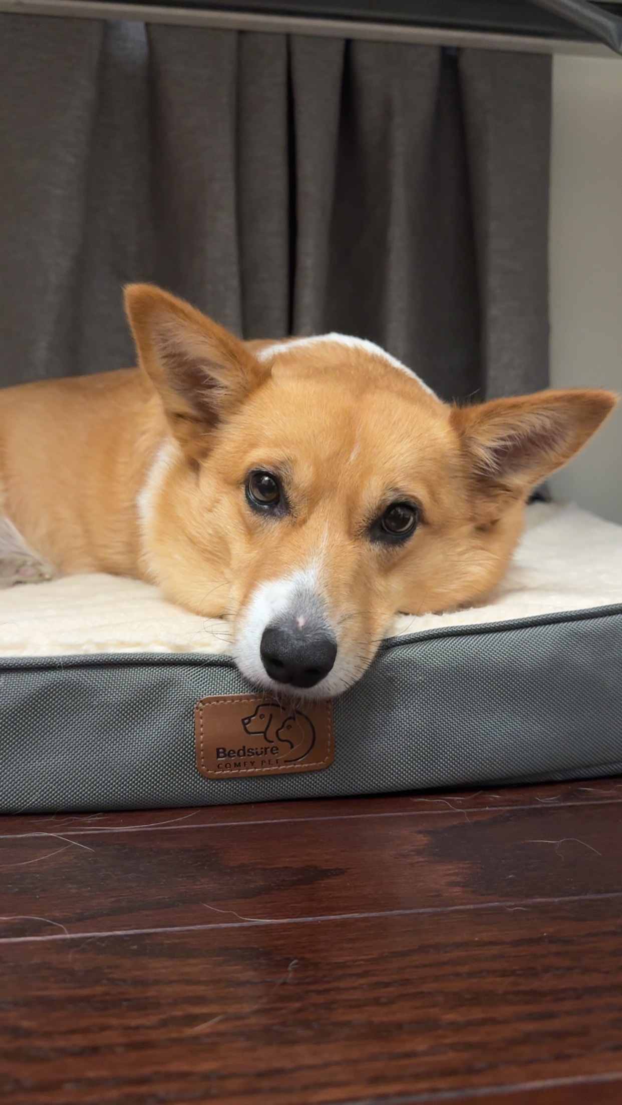 Help Alex Cover Emergency Vet Care for Mylo campaign photo, 6 of 7