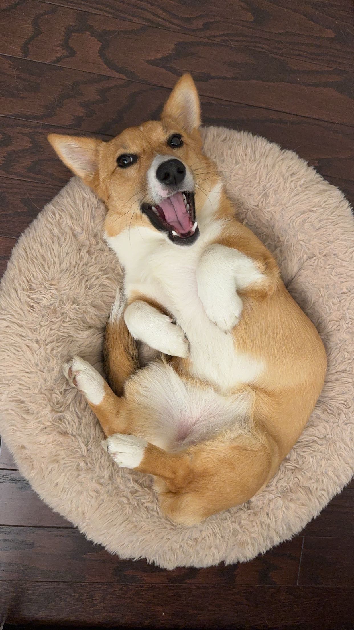 Help Alex Cover Emergency Vet Care for Mylo campaign photo, 2 of 7