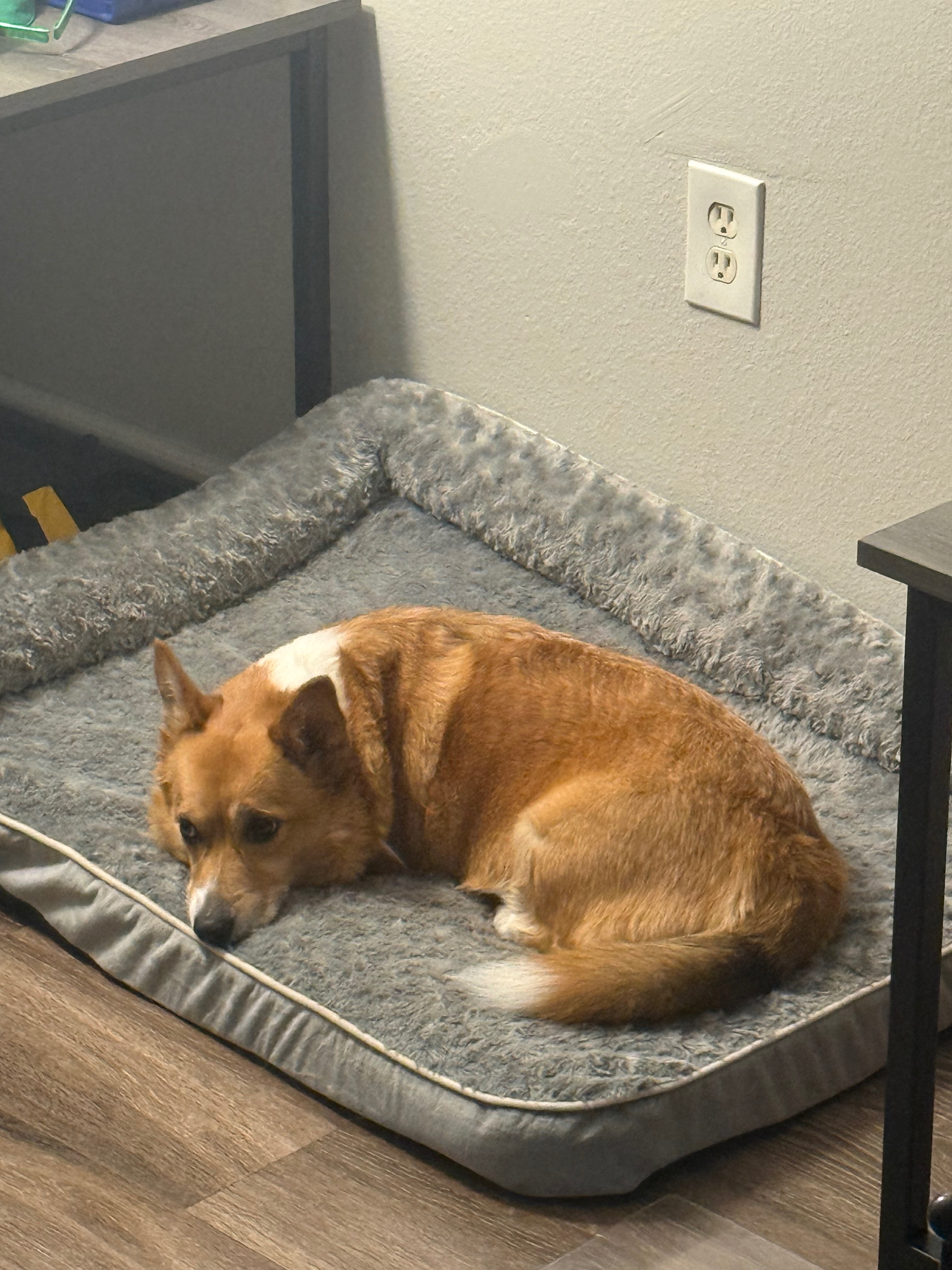 Help Alex Cover Emergency Vet Care for Mylo campaign photo, 4 of 7