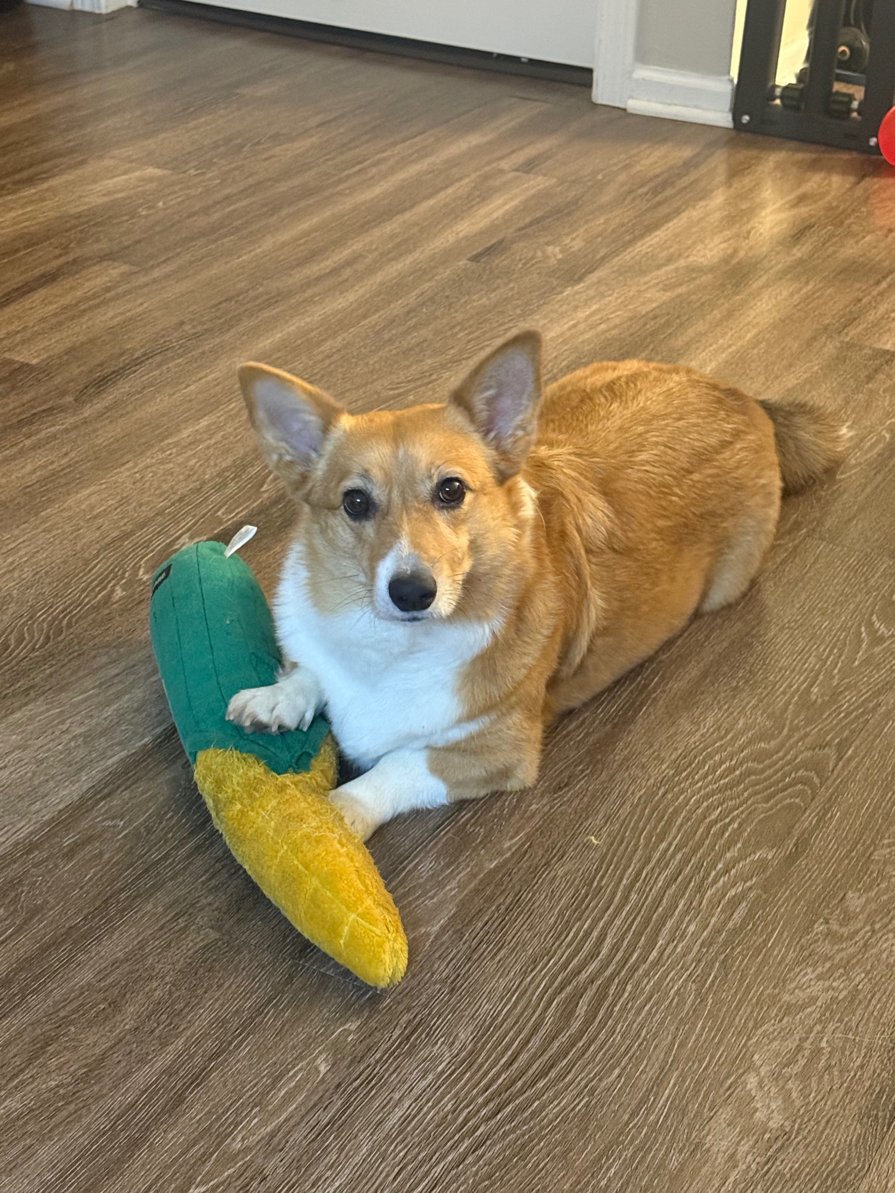 Help Alex Cover Emergency Vet Care for Mylo campaign photo, 5 of 7