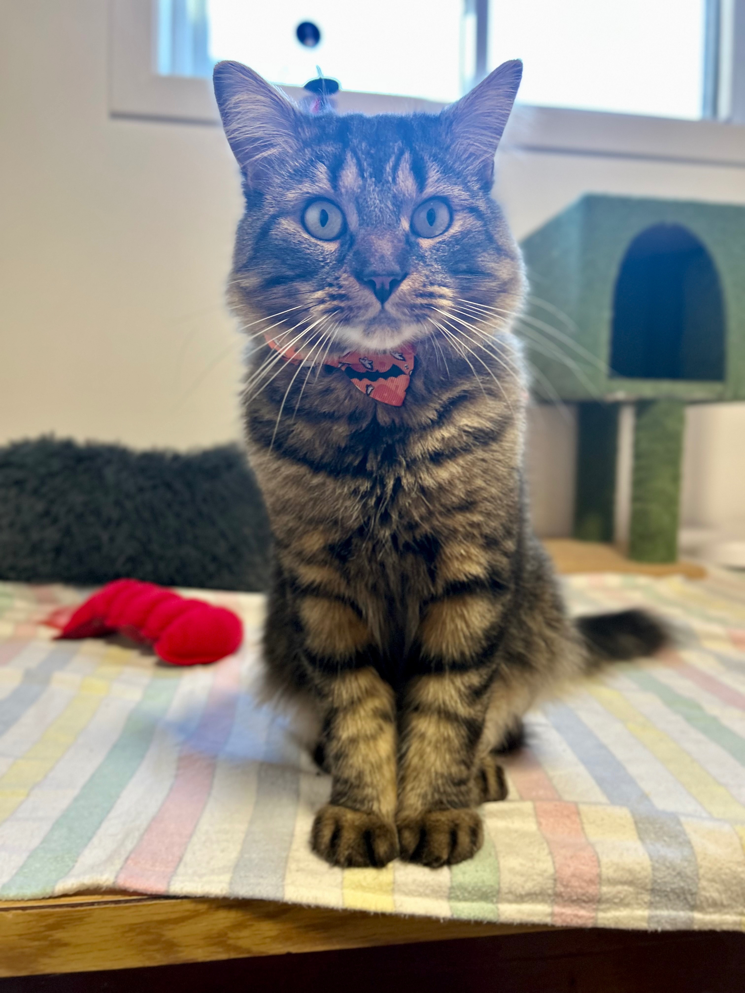 Help Charlie get the care he deserves campaign photo, 5 of 7