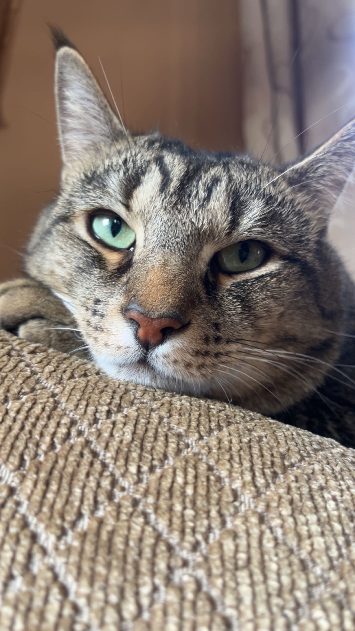 Help me save my best friend campaign photo, 5 of 6