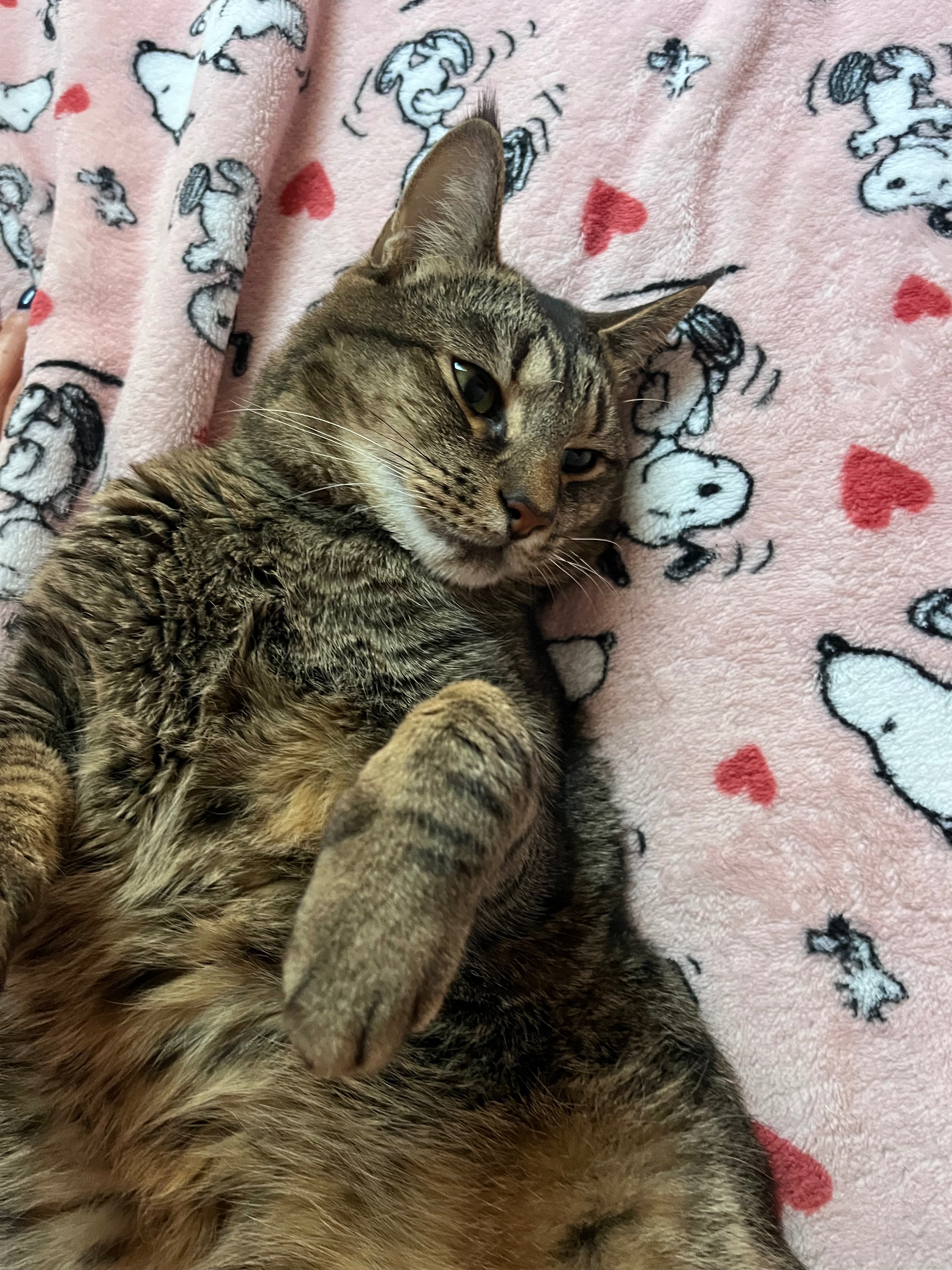 Help me save my best friend campaign photo, 4 of 6