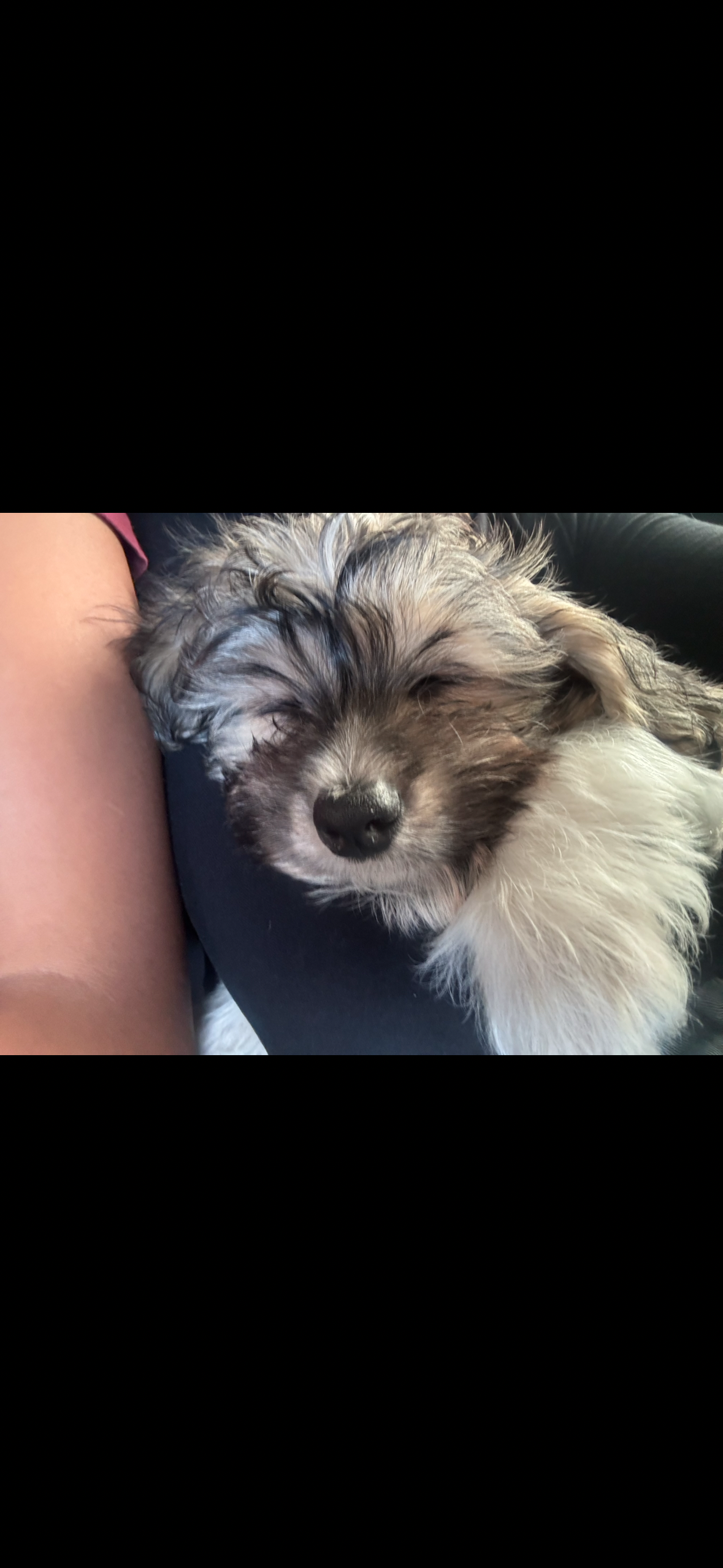 Remembering Milo, My Beloved Puppy campaign photo, 2 of 8