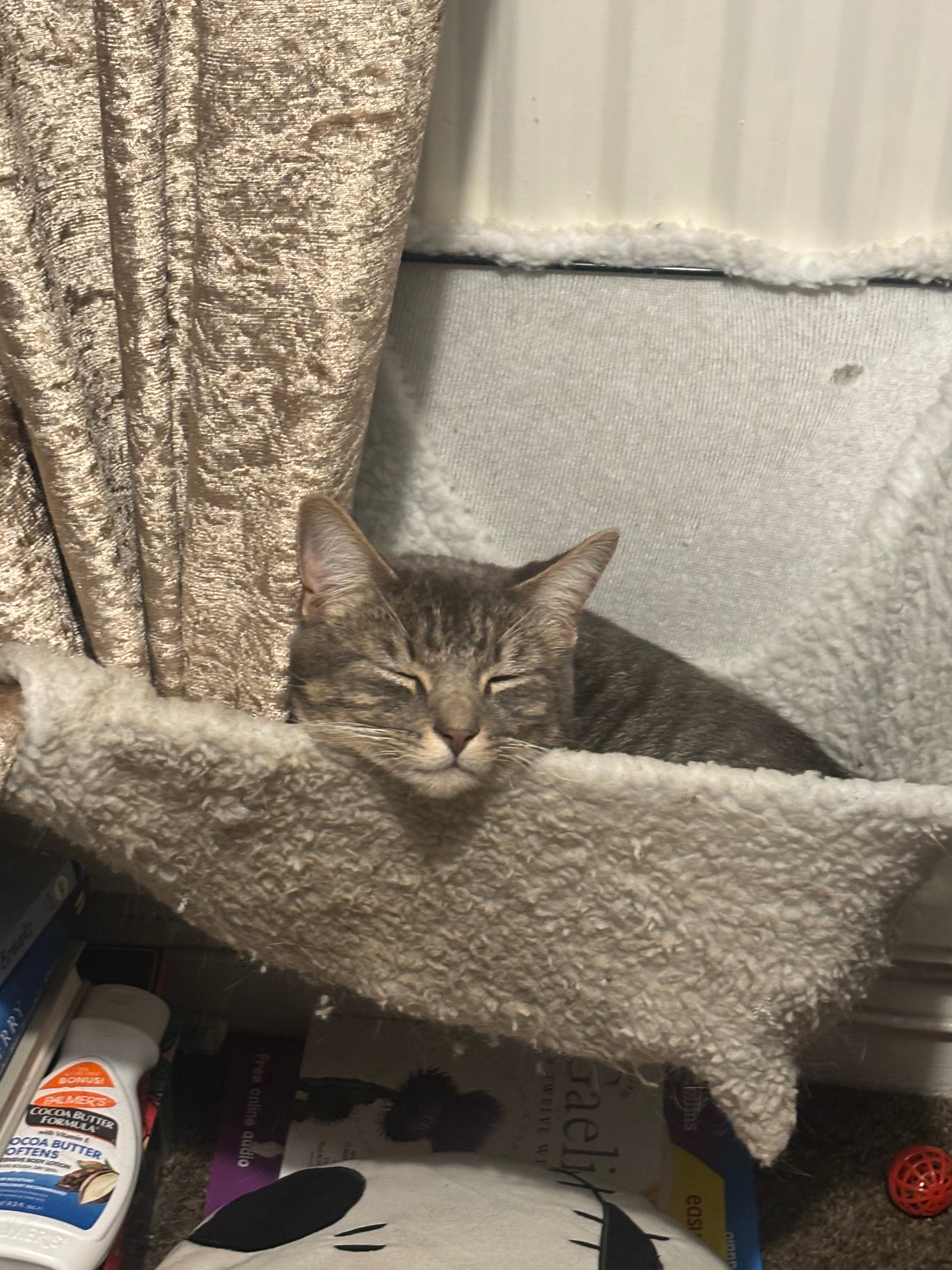 Fundraiser by sophie scanlan : Bandito