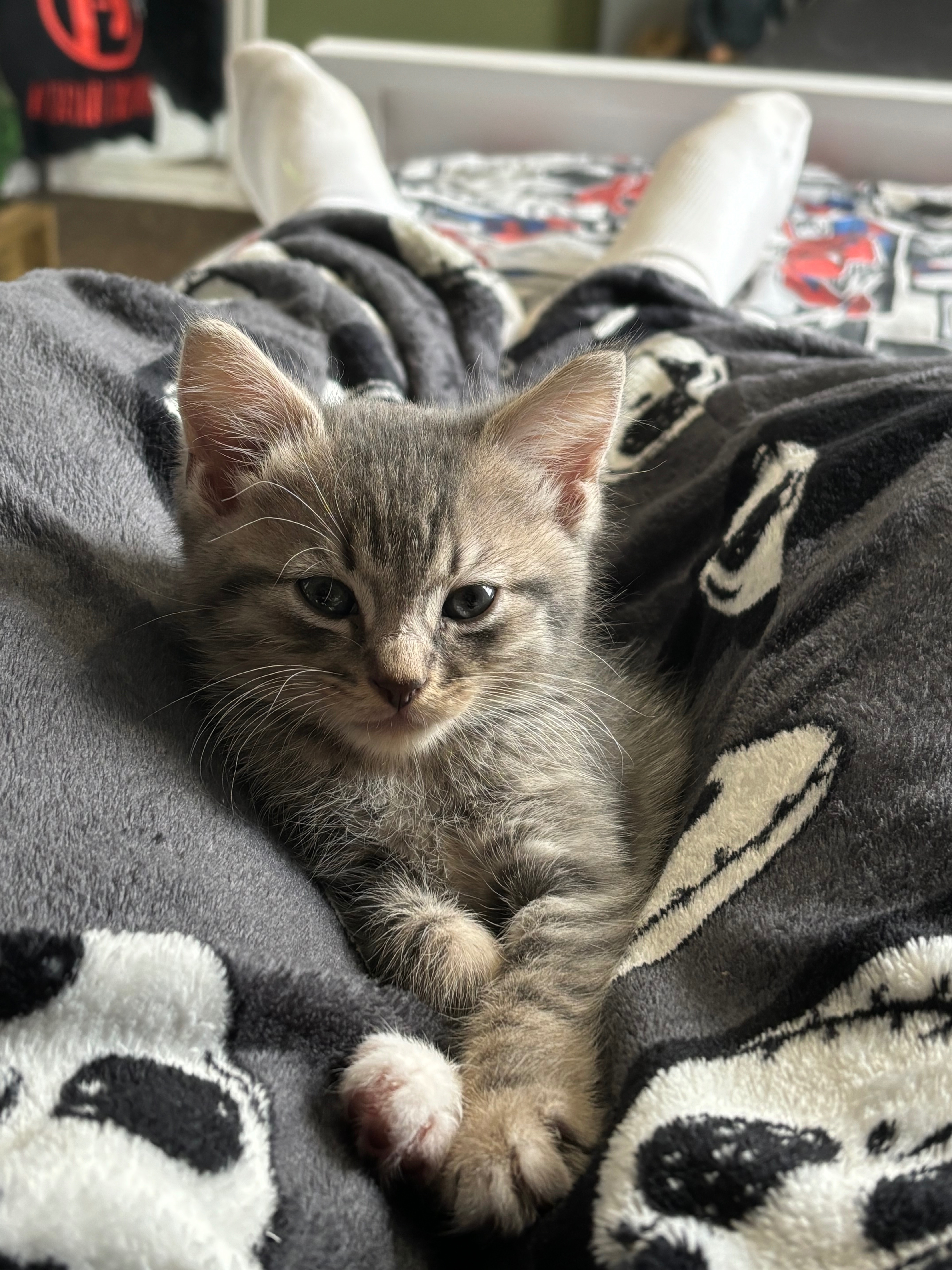 Fundraiser by sophie scanlan : Bandito