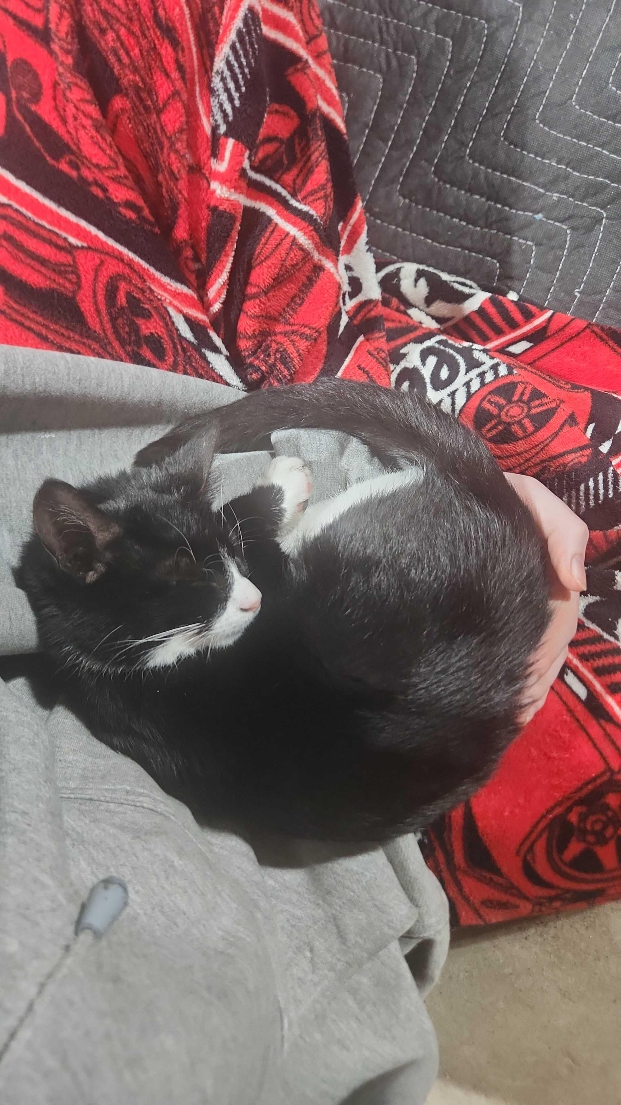 Fundraiser by Sophie Ashton : Magpie's Teeth Treatment and Removal