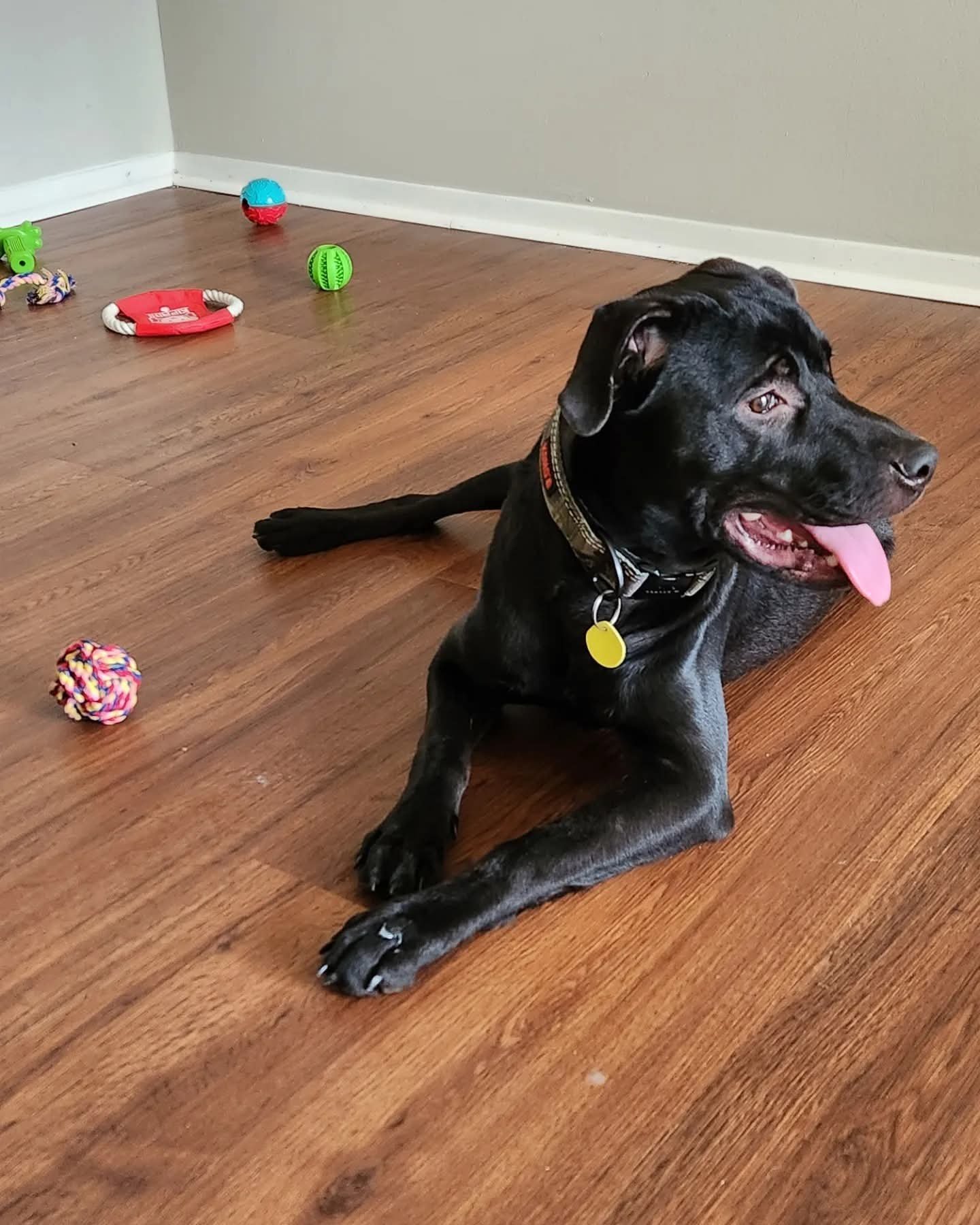 Help Bullet Get Life-Saving Surgery campaign photo, 6 of 7