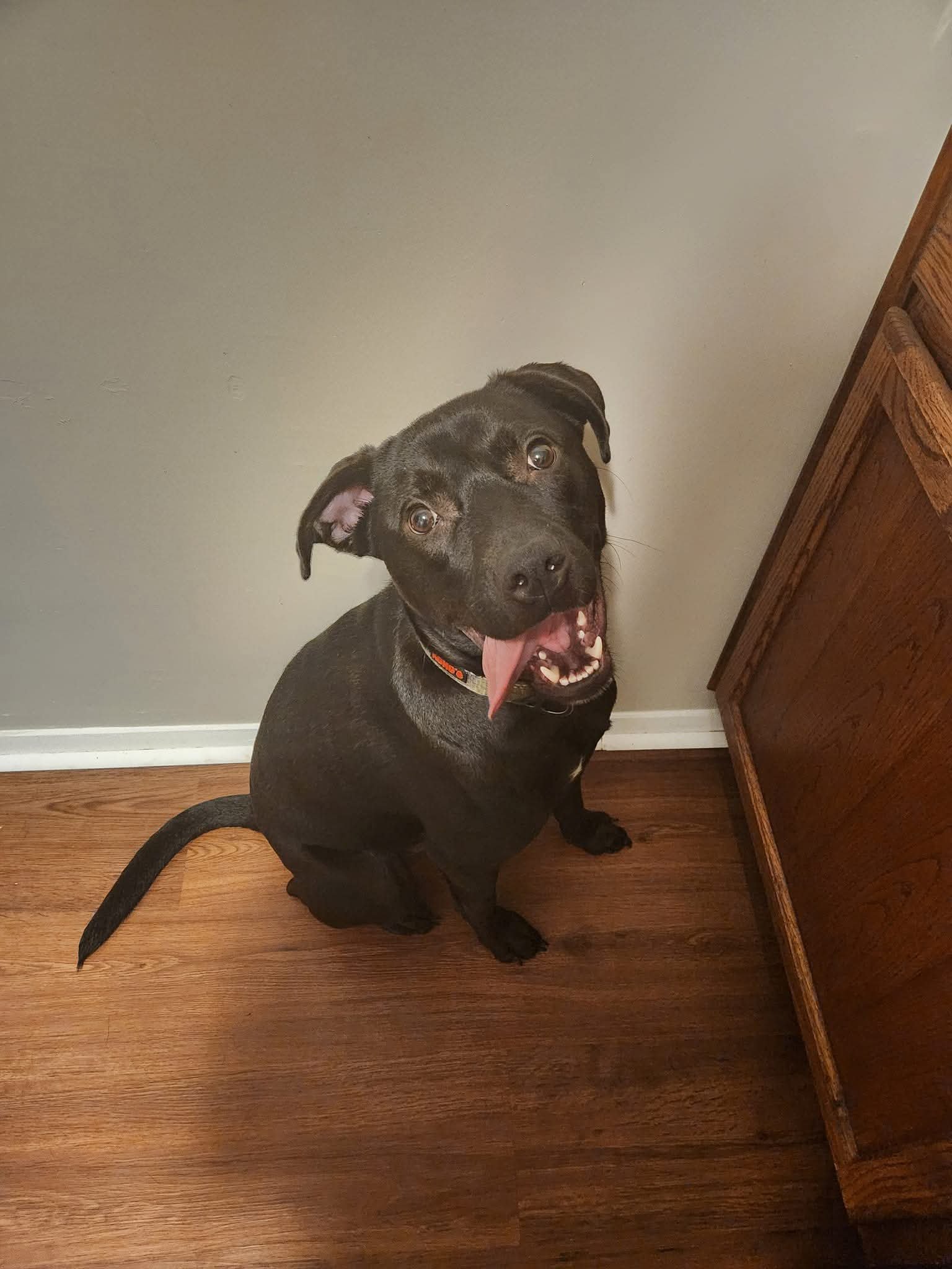 Help Bullet Get Life-Saving Surgery campaign photo, 2 of 7
