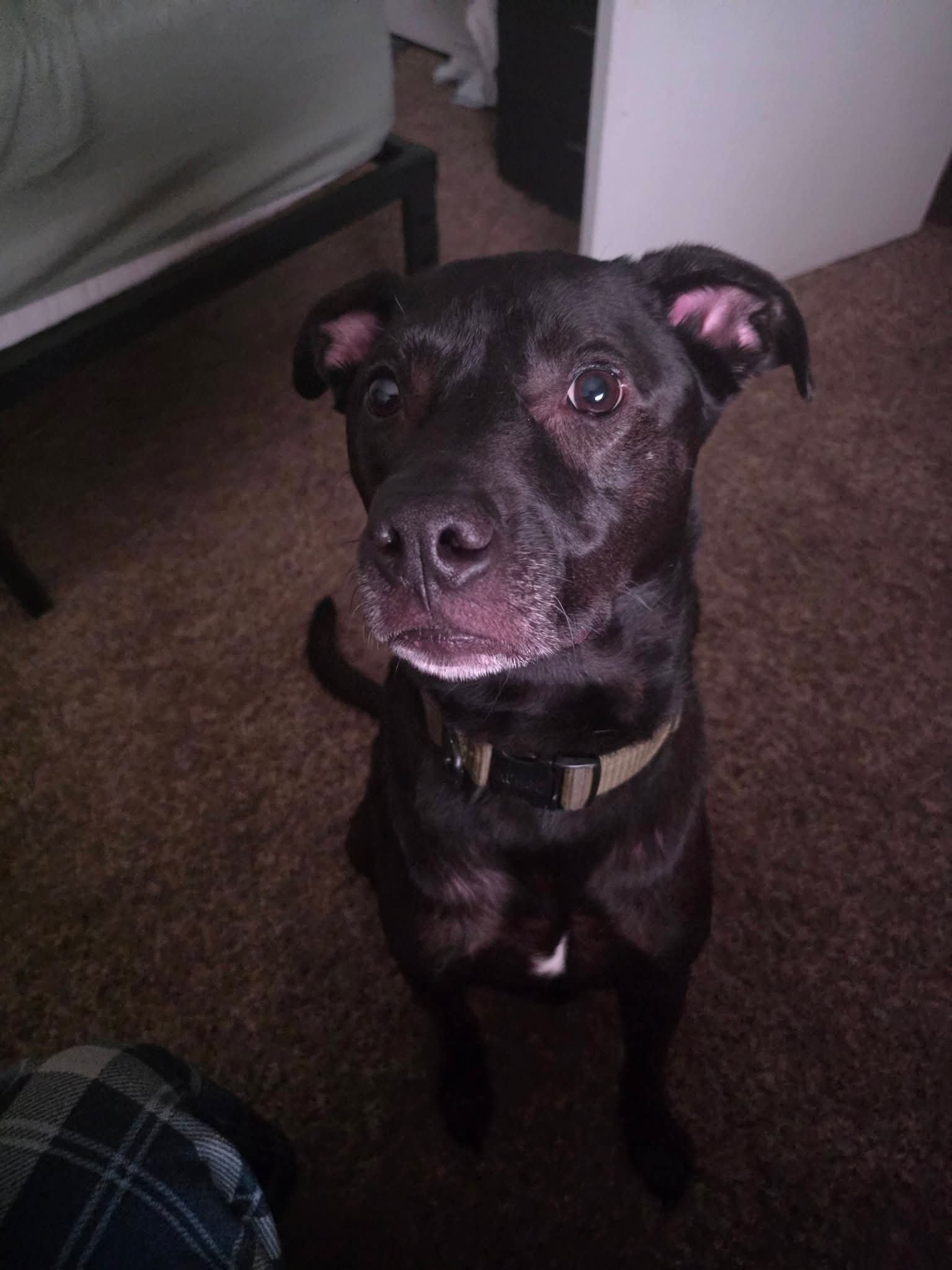 Help Bullet Get Life-Saving Surgery campaign photo, 4 of 7
