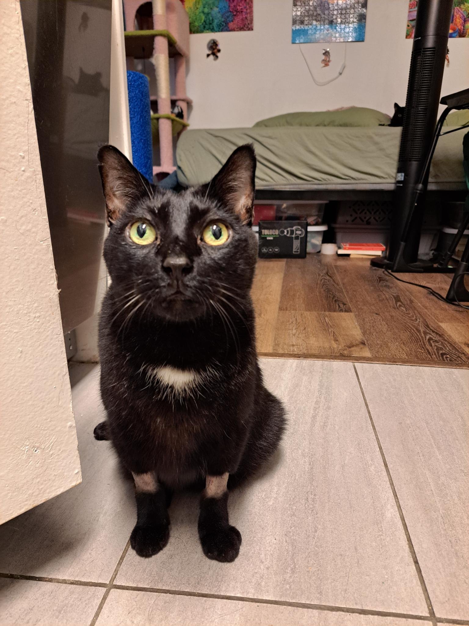 Help My Cat Get Life-Saving Radiation Treatment campaign photo, 7 of 8
