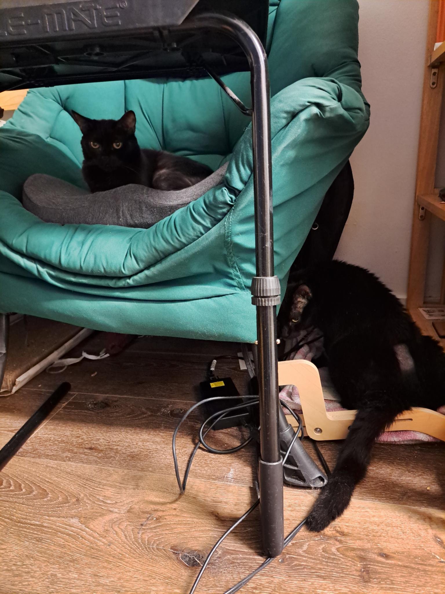 Help My Cat Get Life-Saving Radiation Treatment campaign photo, 2 of 8