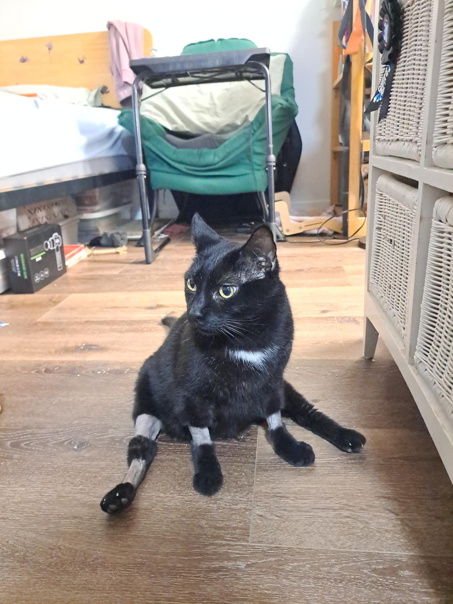 Help My Cat Get Life-Saving Radiation Treatment campaign photo, 5 of 8