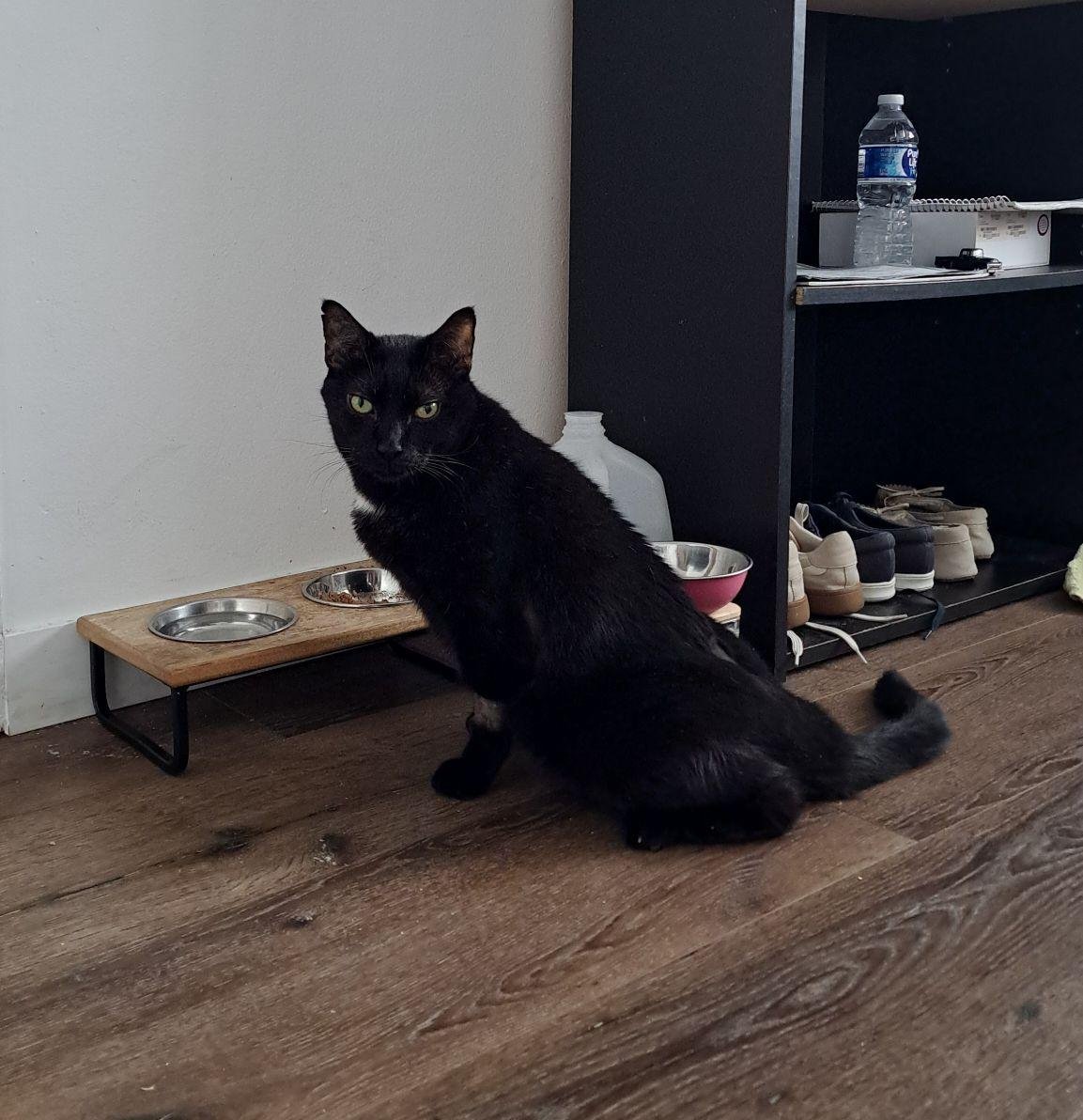 Help My Cat Get Life-Saving Radiation Treatment campaign photo, 6 of 8