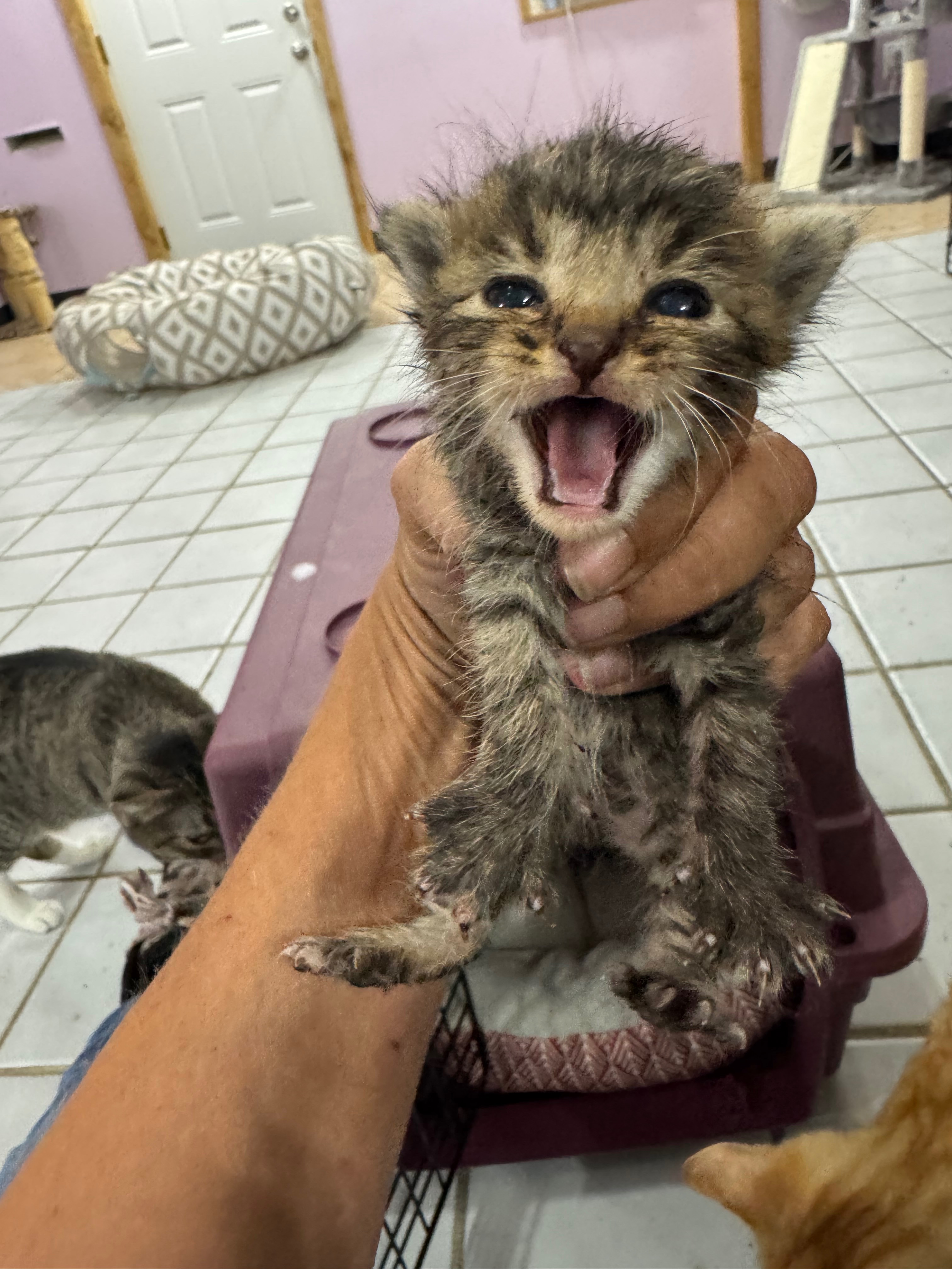 Help Us Keep Saving Lives Ozarks Pet Rescue Needs Your Help campaign photo, 7 of 8
