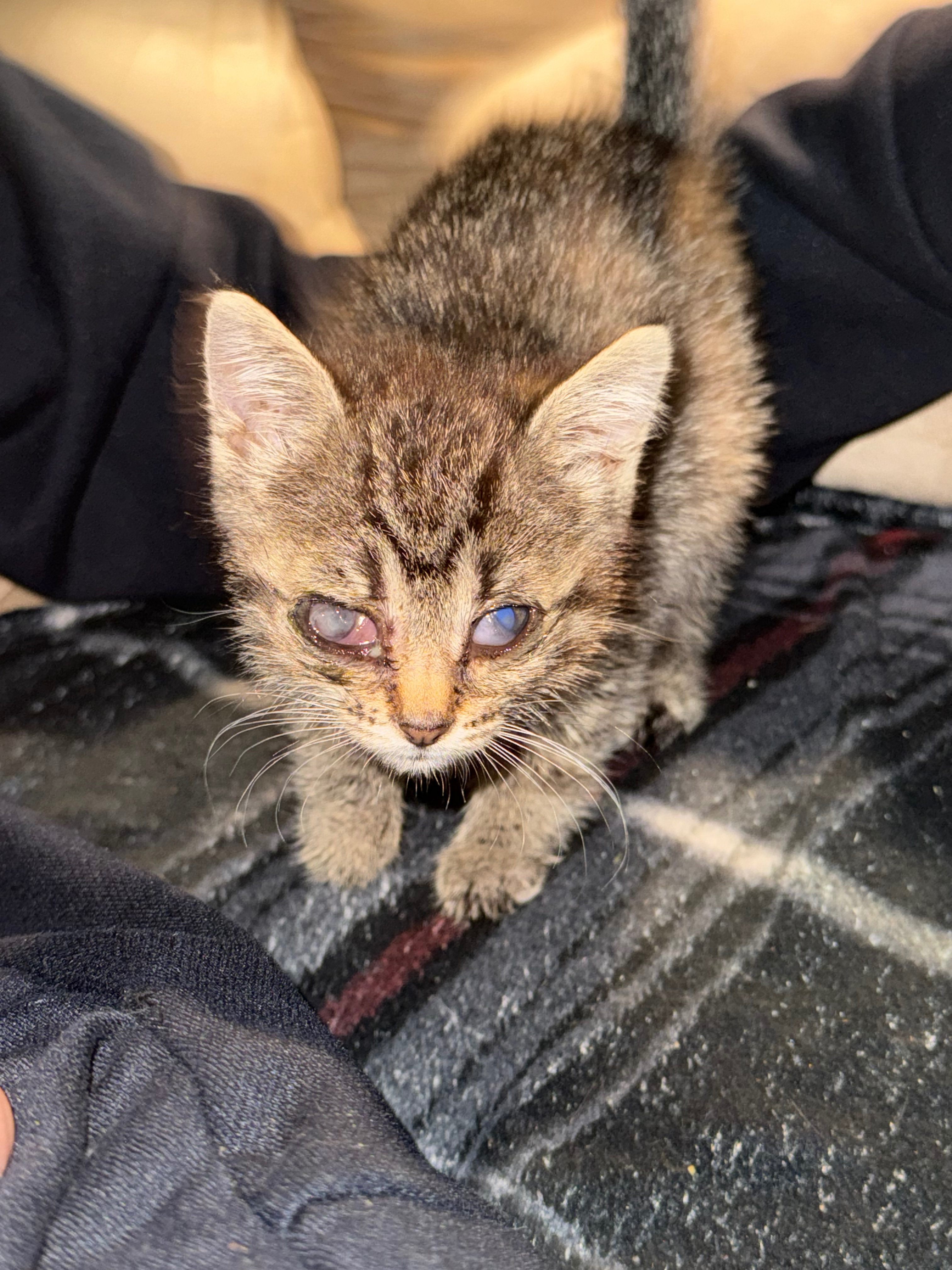 Help Us Keep Saving Lives Ozarks Pet Rescue Needs Your Help campaign photo, 4 of 8