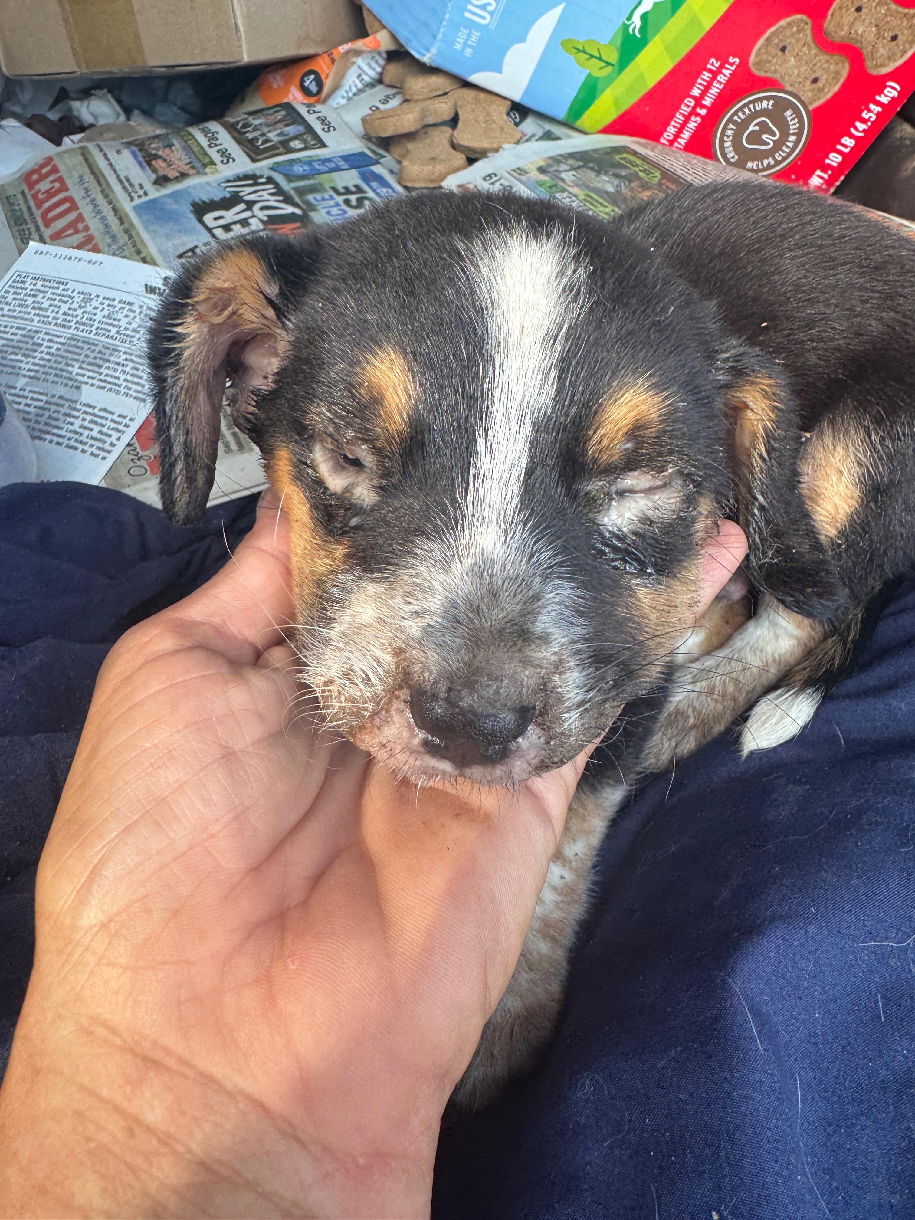 Help Us Keep Saving Lives Ozarks Pet Rescue Needs Your Help campaign photo, 5 of 8