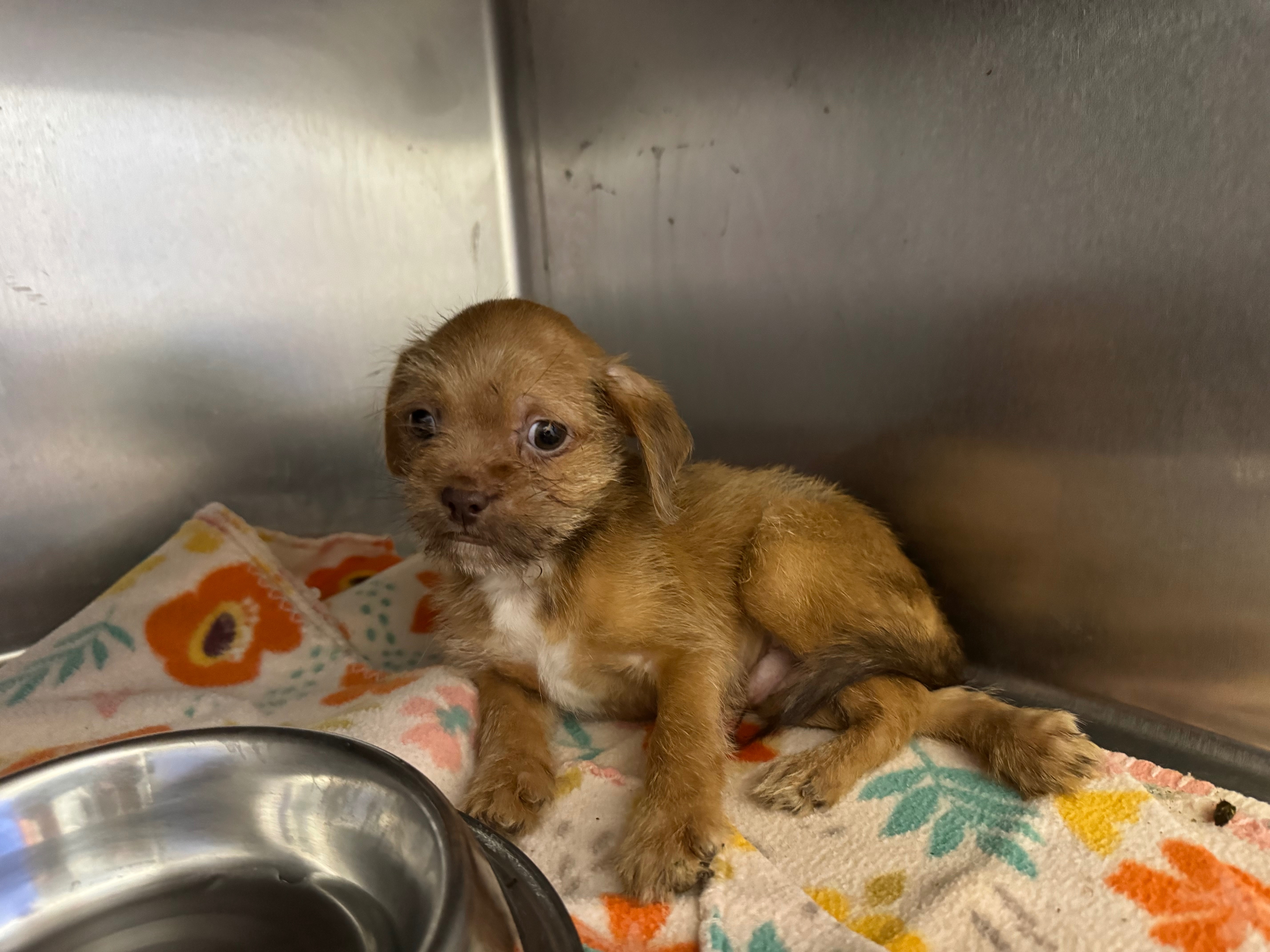 Help Us Keep Saving Lives Ozarks Pet Rescue Needs Your Help campaign photo, 6 of 8