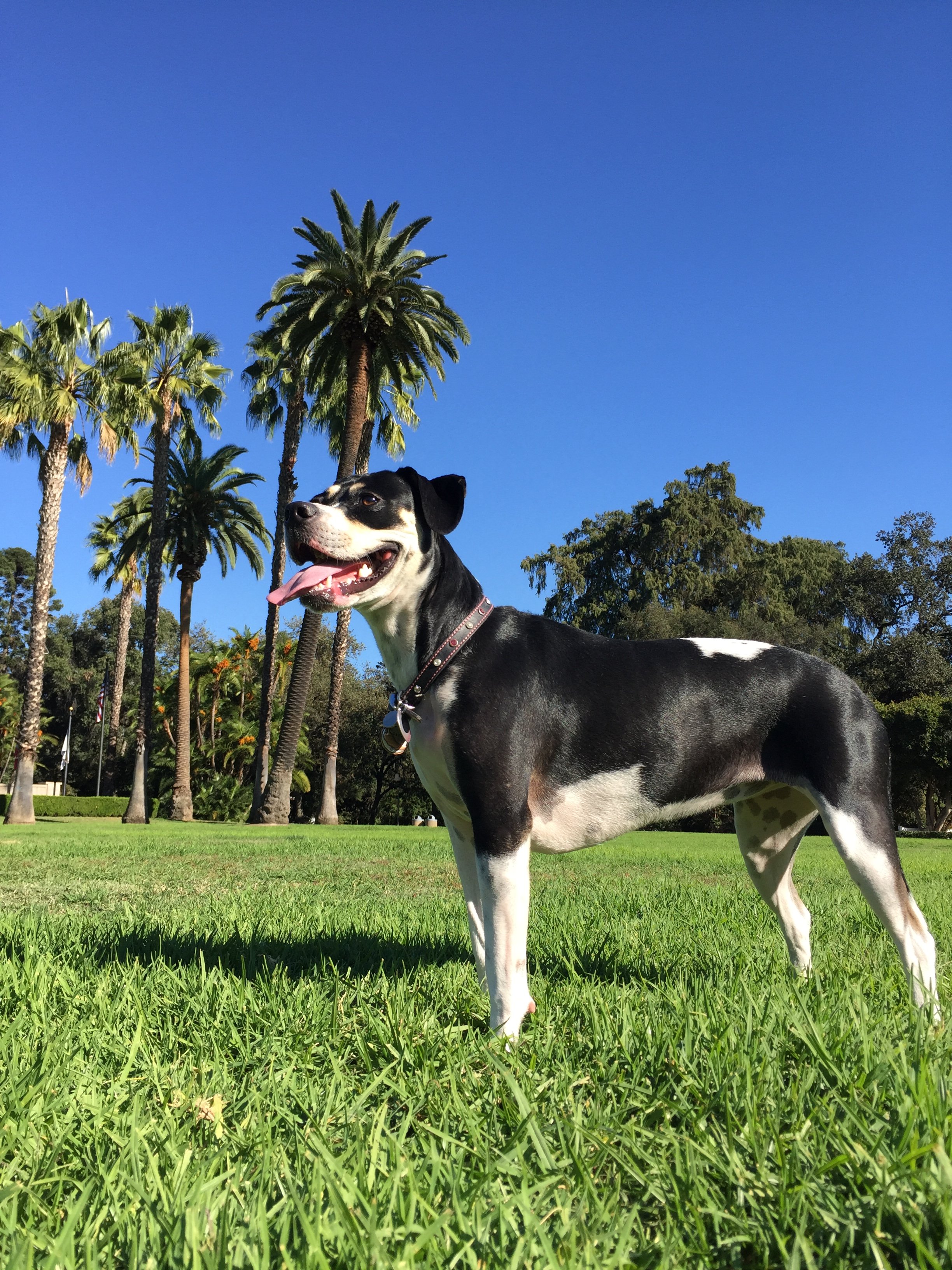 Help Pepper Fight Bone Cancer campaign photo, 2 of 8