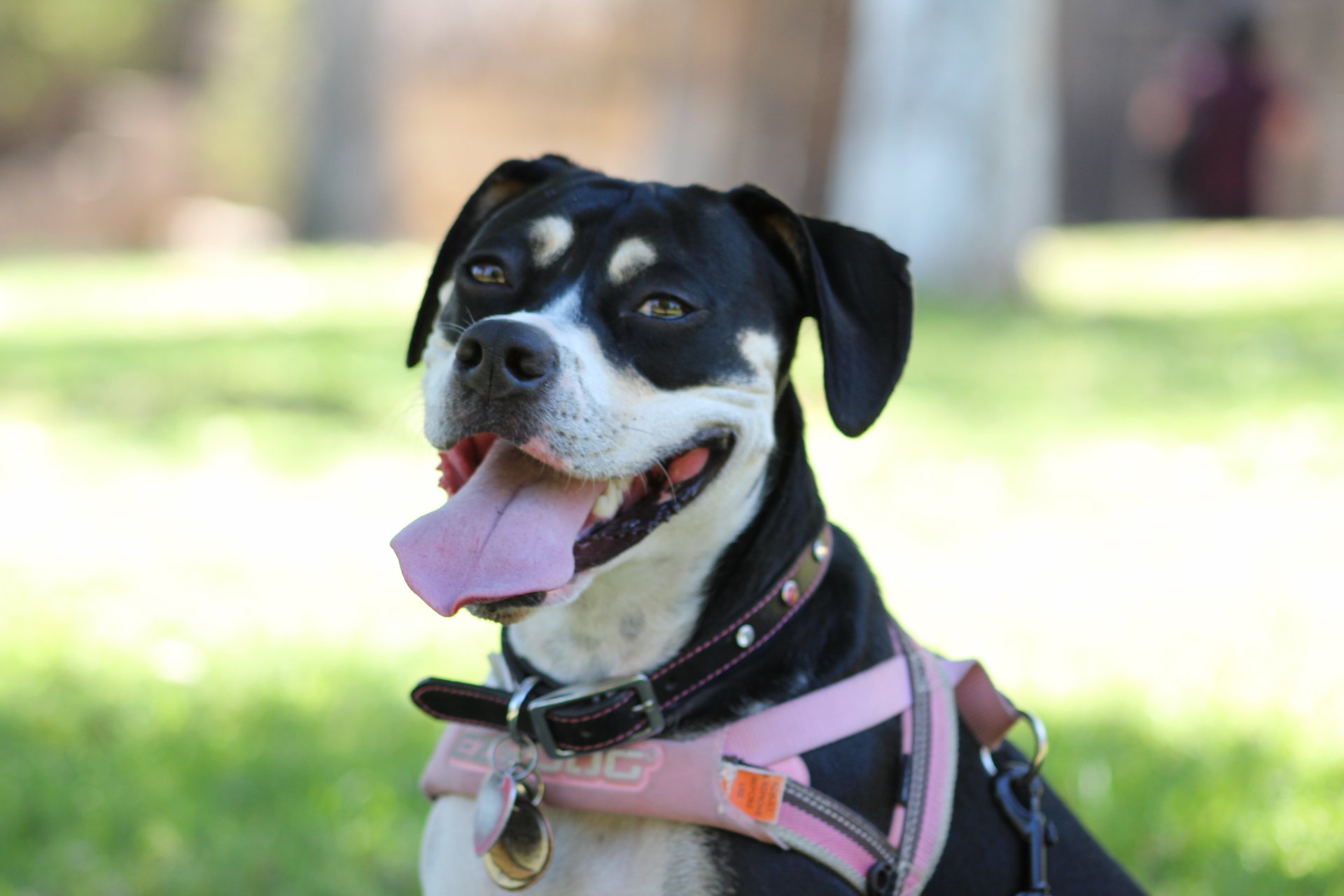 Help Pepper Fight Bone Cancer campaign photo, 7 of 8