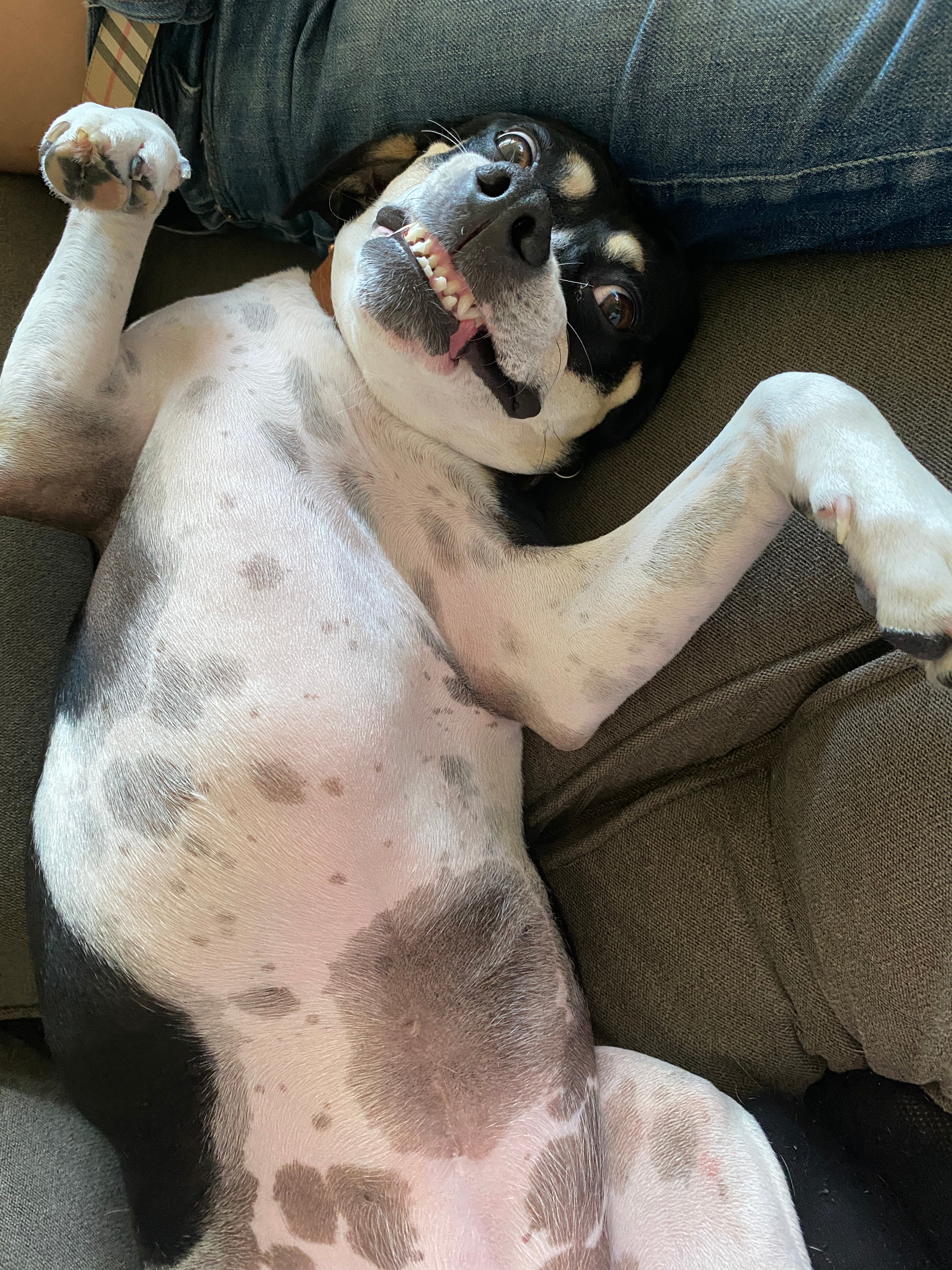 Help Pepper Fight Bone Cancer campaign photo, 4 of 8