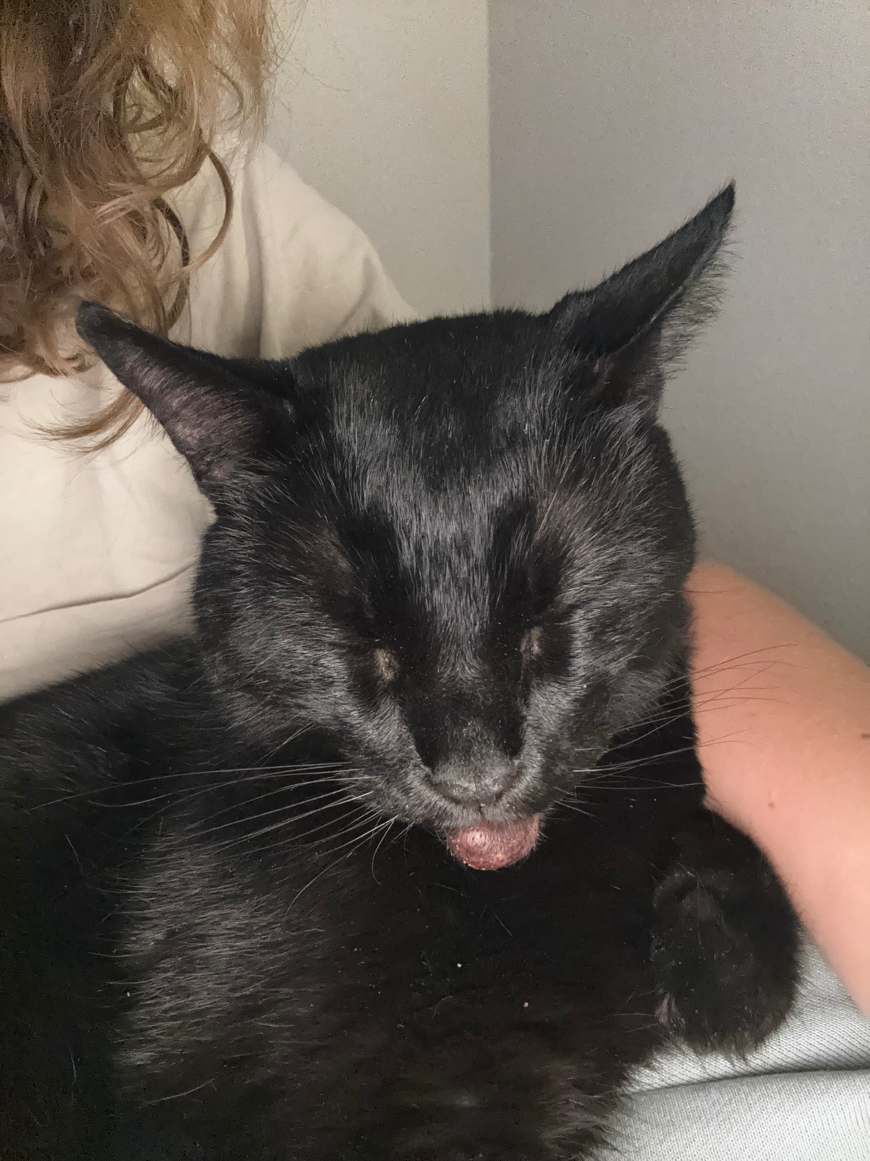 Help Kitty Get His Lump Removed campaign photo, 2 of 8