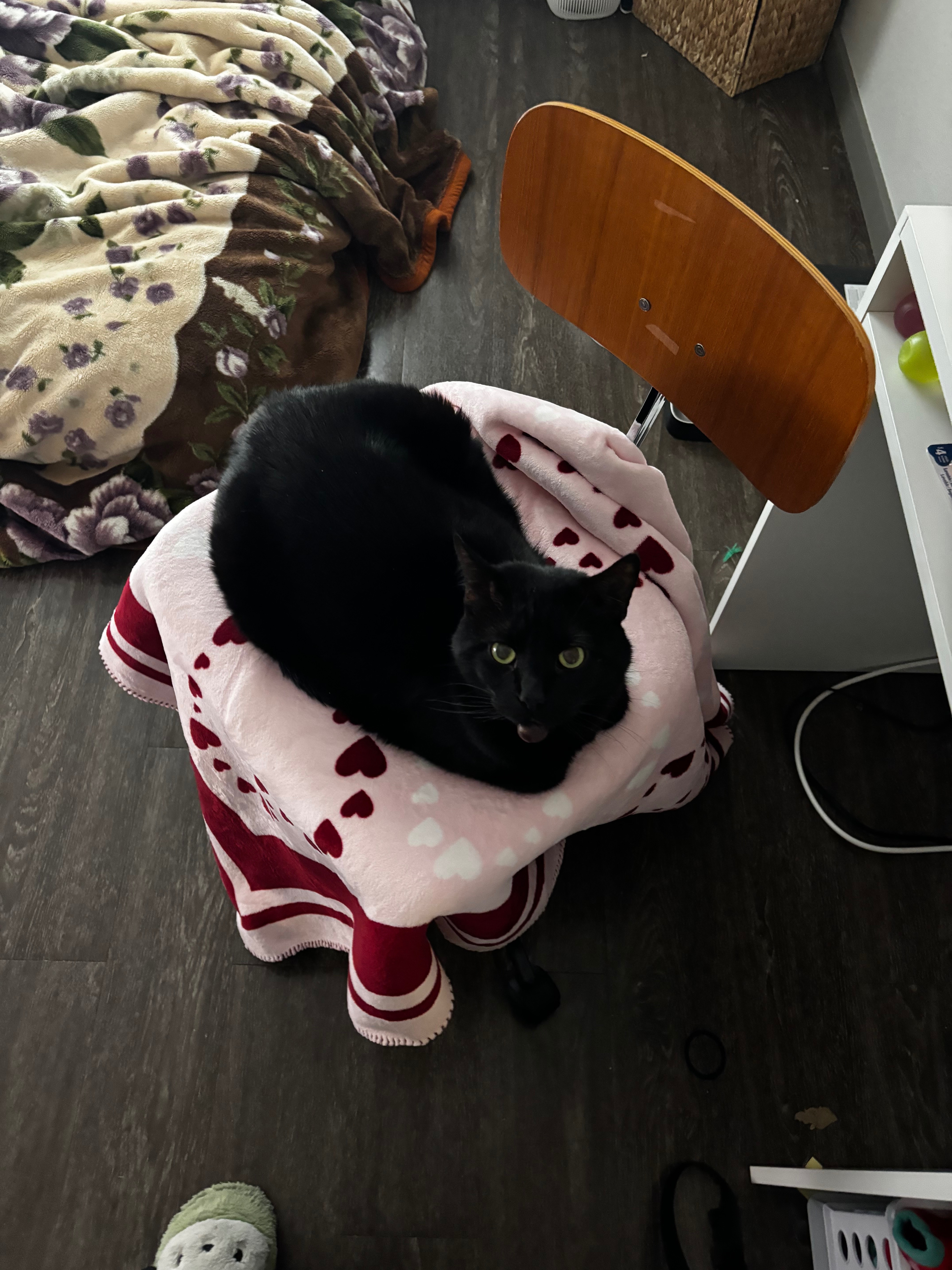 Help Kitty Get His Lump Removed campaign photo, 5 of 8