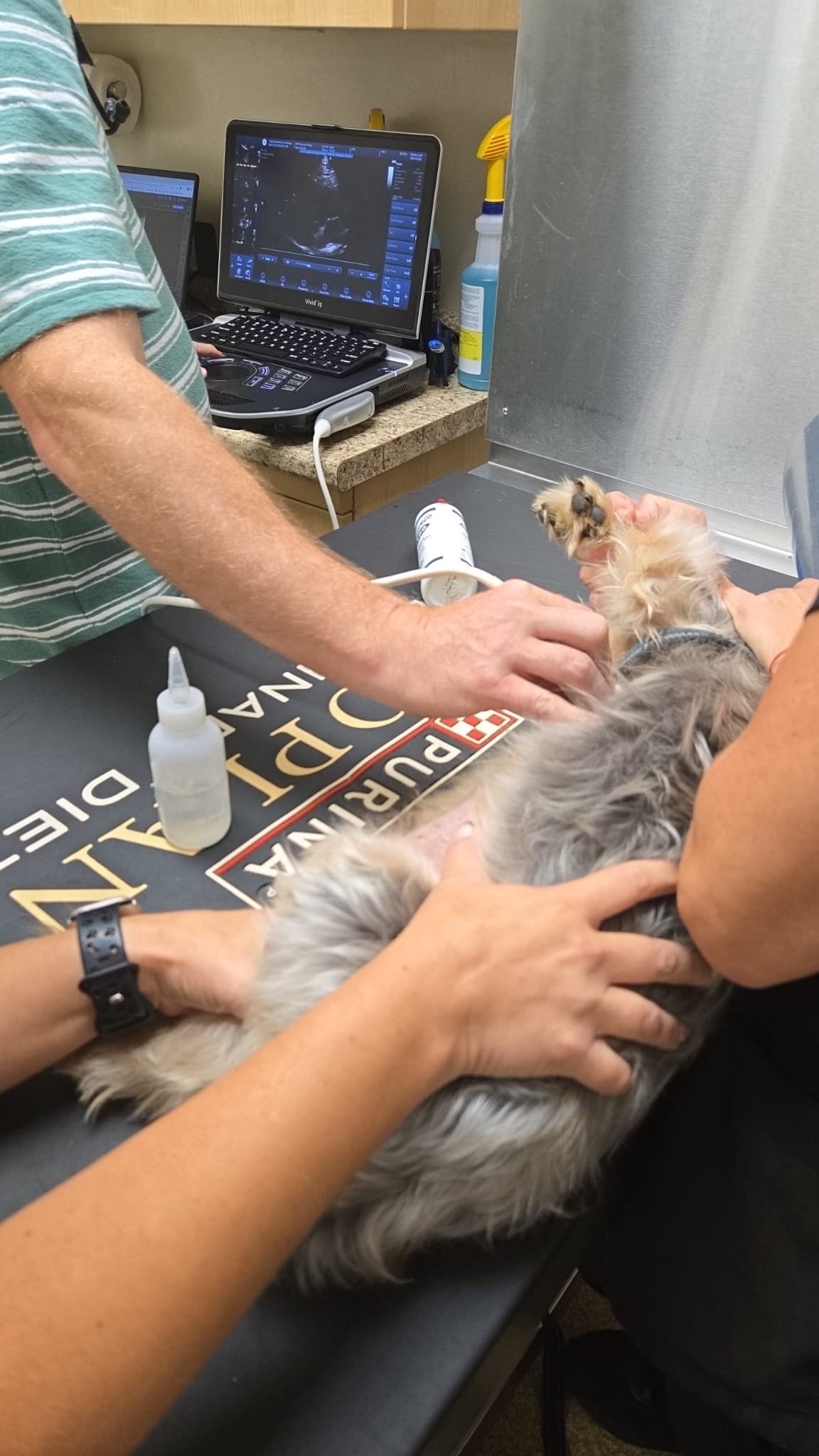 SENIOR MICKEY HAS AN EYE ULCER AND HEART ISSUES-PLEASE HELP! campaign photo, 5 of 6