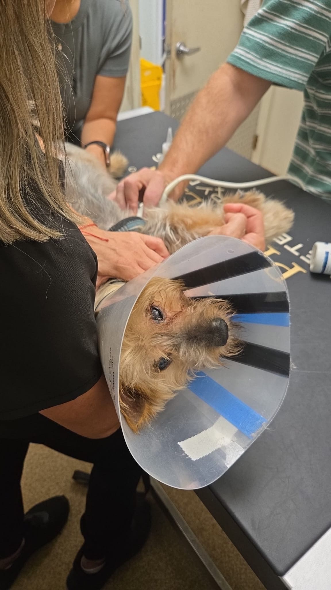 SENIOR MICKEY HAS AN EYE ULCER AND HEART ISSUES-PLEASE HELP! campaign photo, 2 of 6