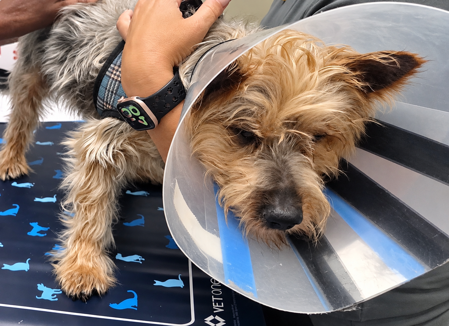 SENIOR MICKEY HAS AN EYE ULCER AND HEART ISSUES-PLEASE HELP! campaign photo, 4 of 6