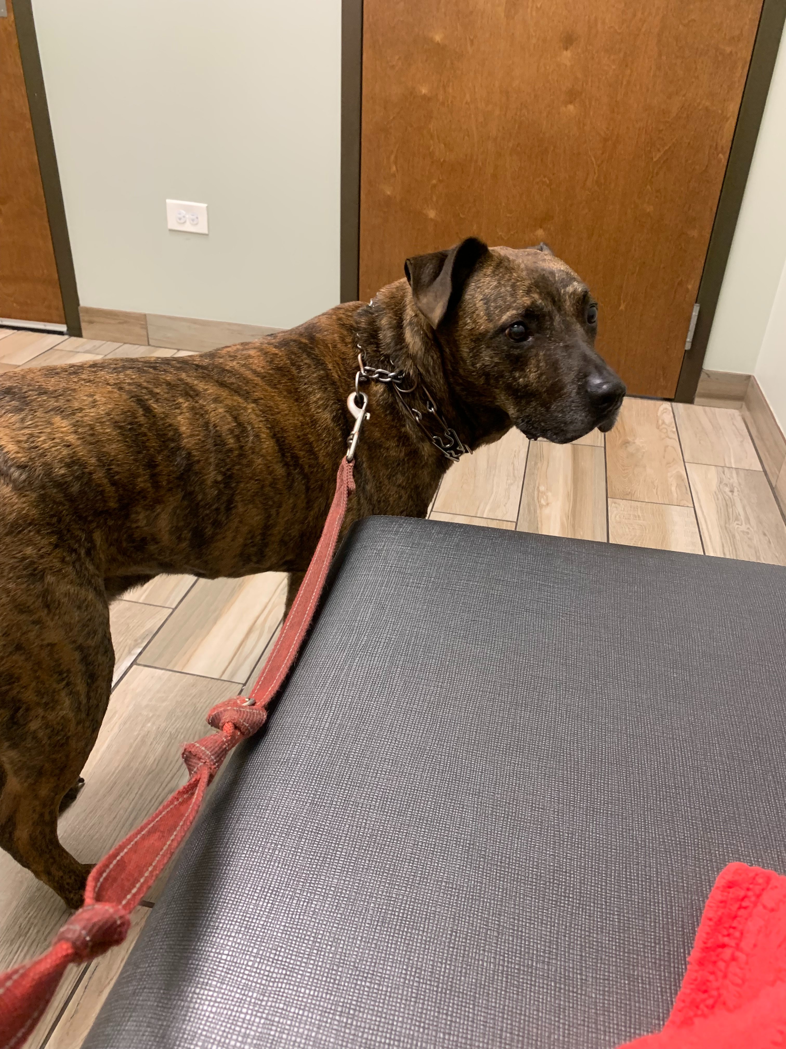 Lolly’s Ongoing Medical Hardship campaign photo, 7 of 8