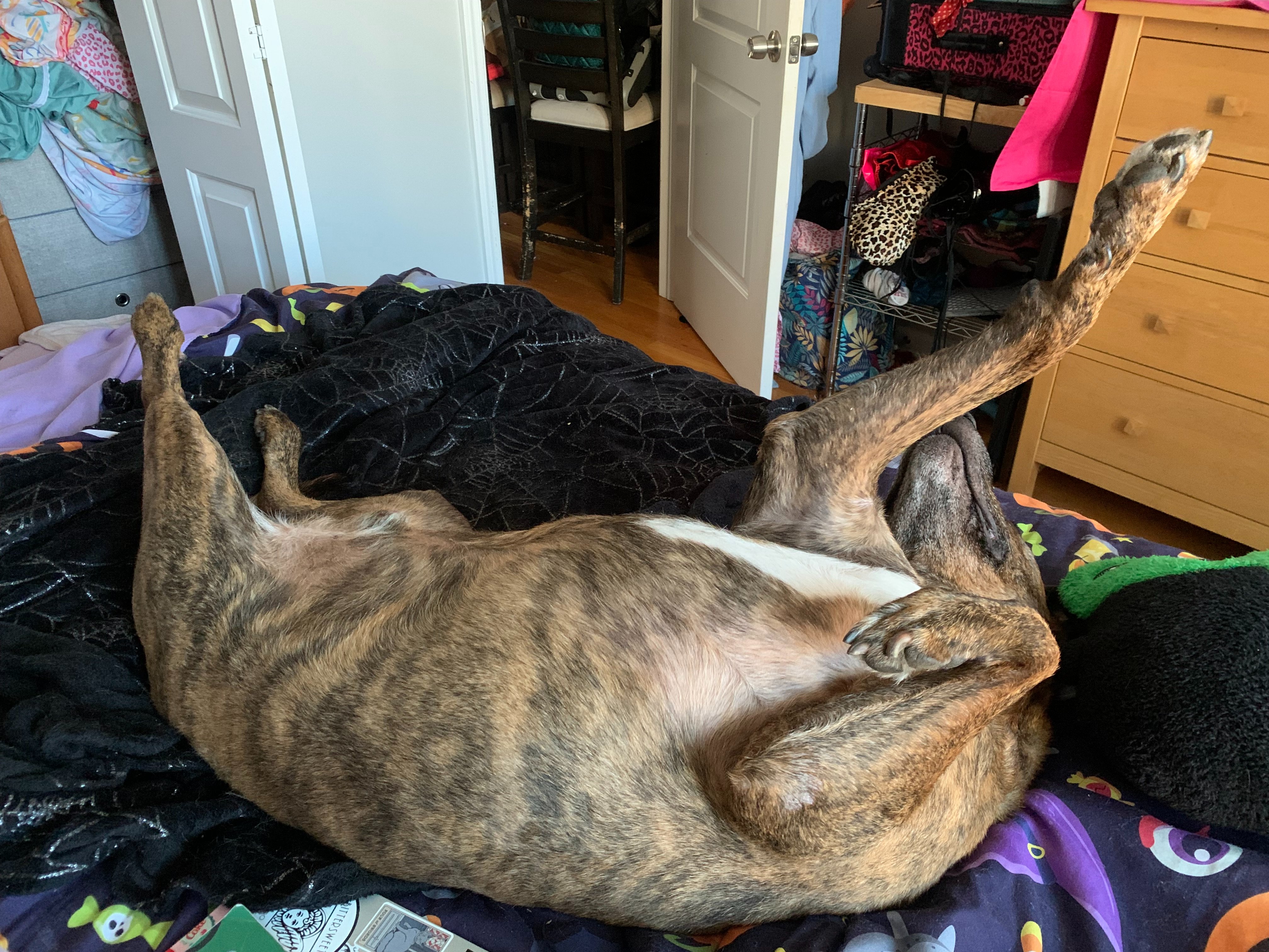 Lolly’s Ongoing Medical Hardship campaign photo, 5 of 8