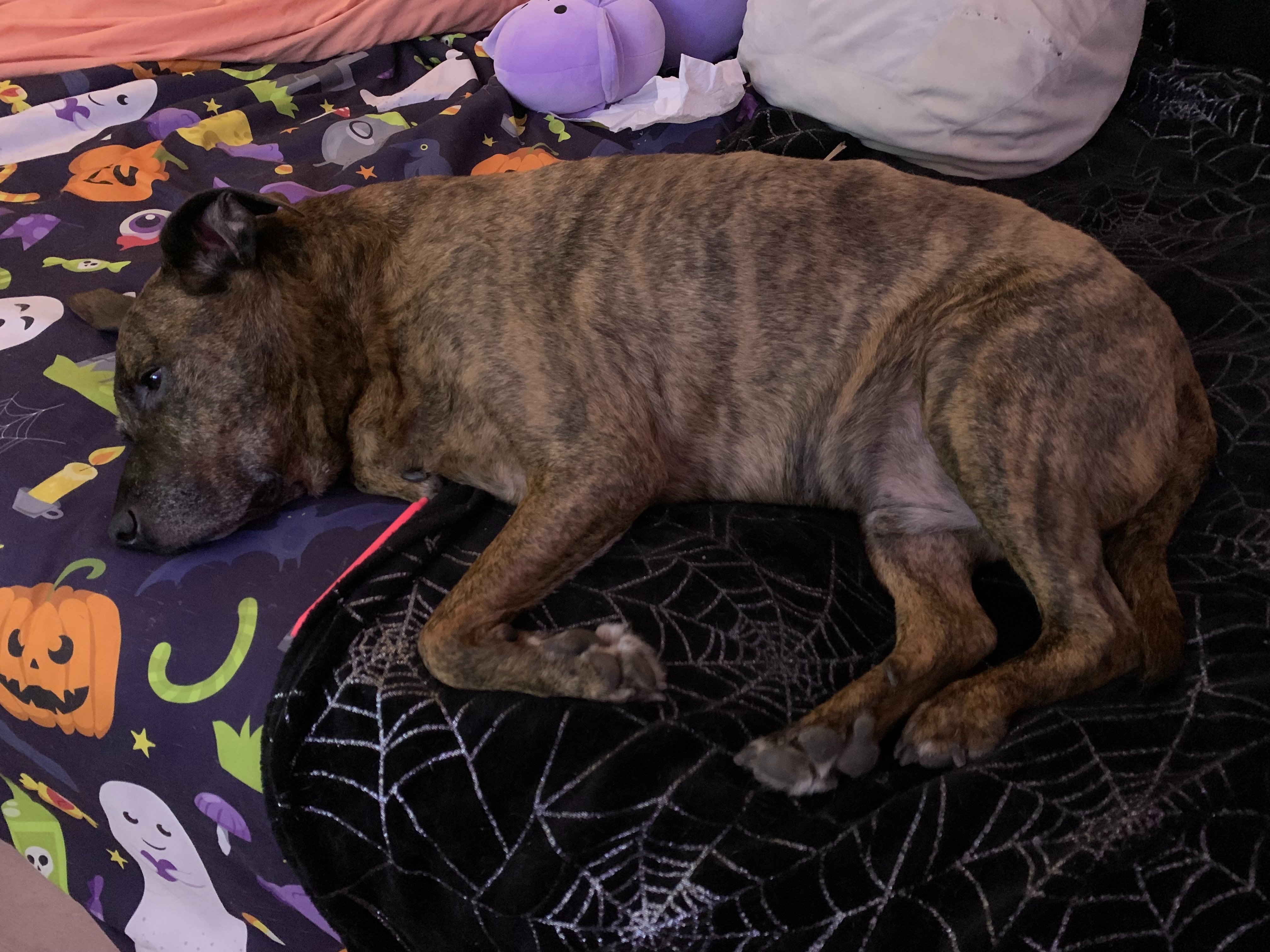 Lolly’s Ongoing Medical Hardship campaign photo, 6 of 8